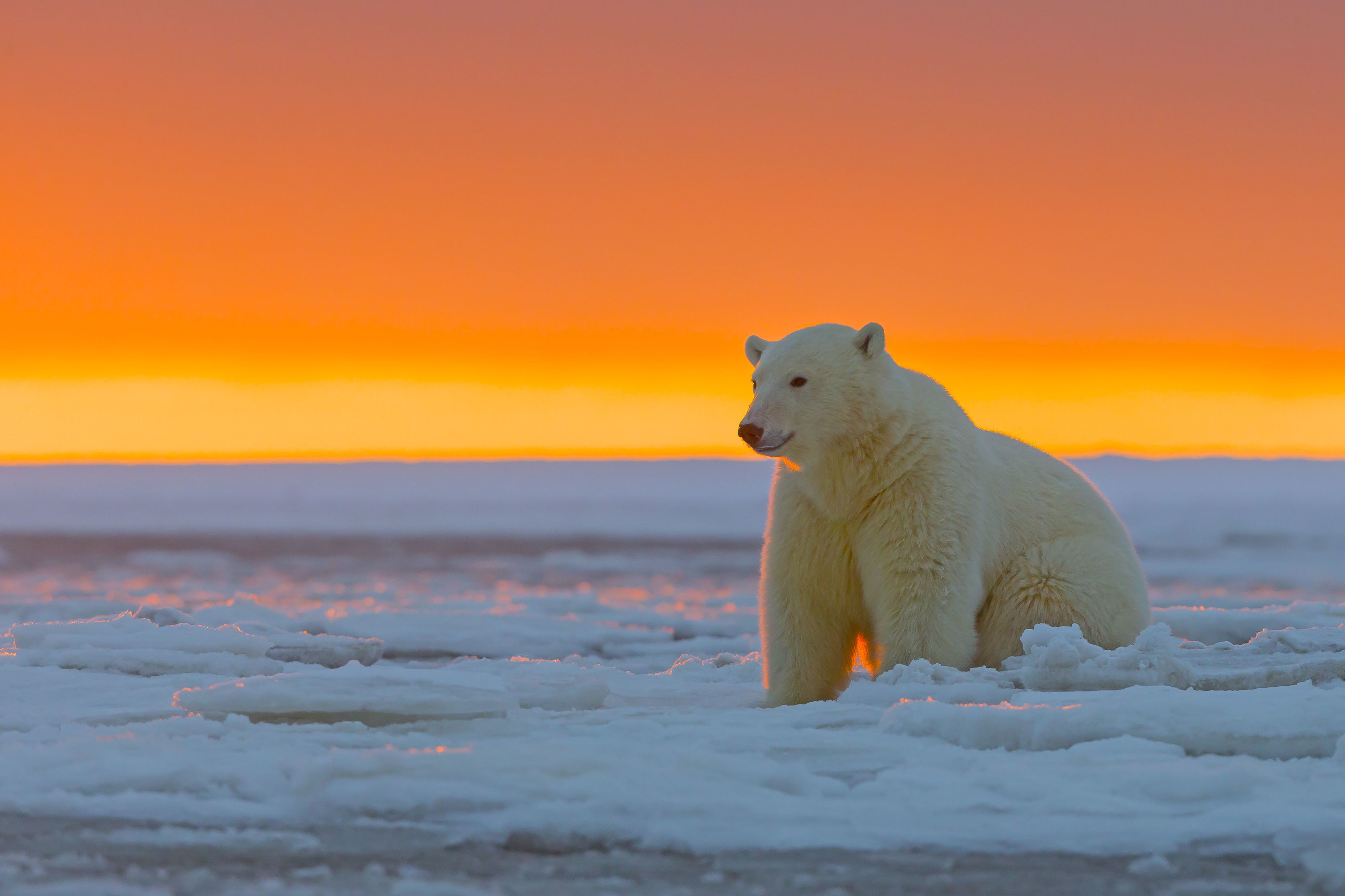 polar bear, sunset, Alaska, ice desert, The Arctic national reserve