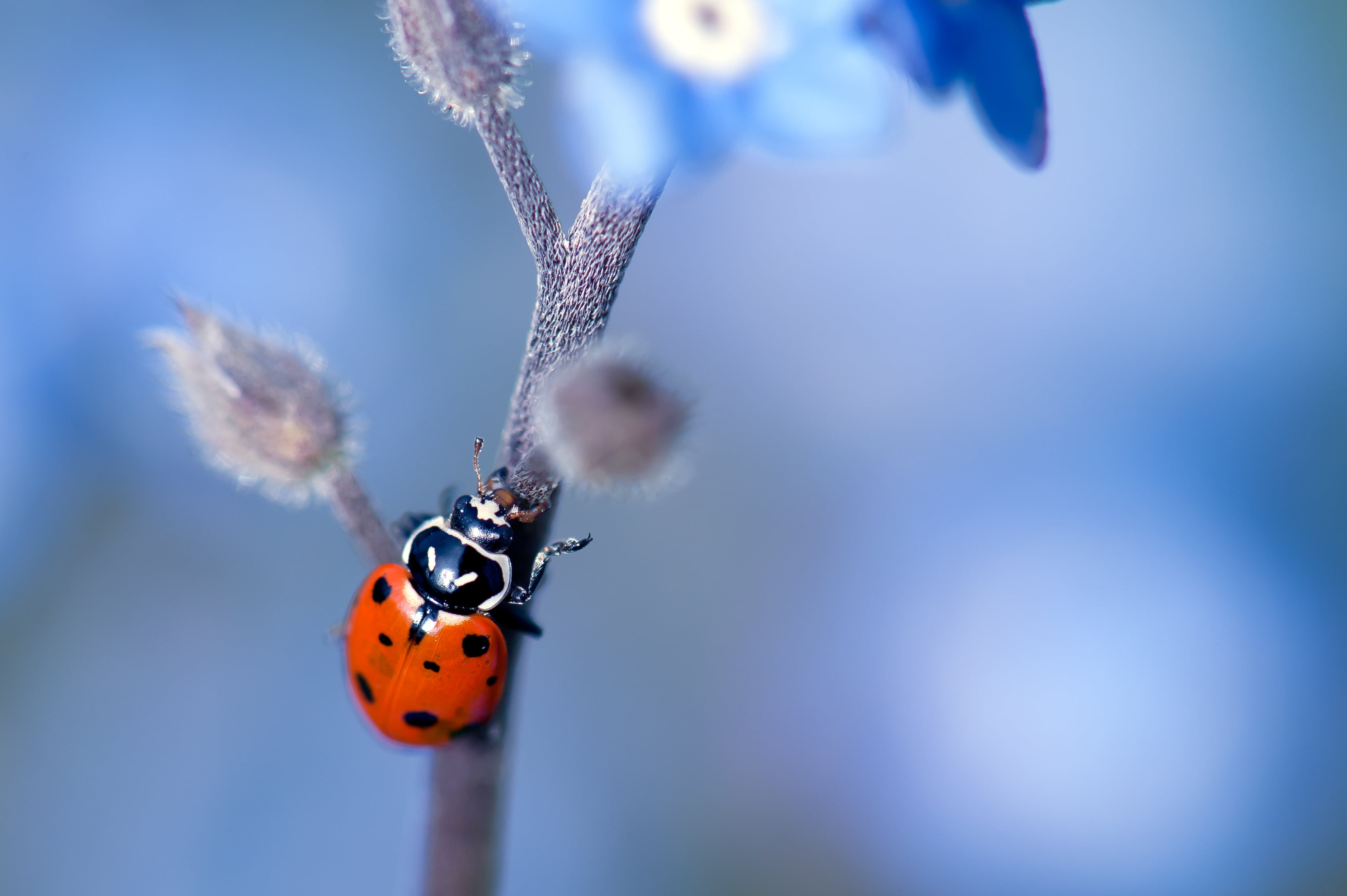 ladybug beetle on brown stem closeup photography, ladybird, ladybird