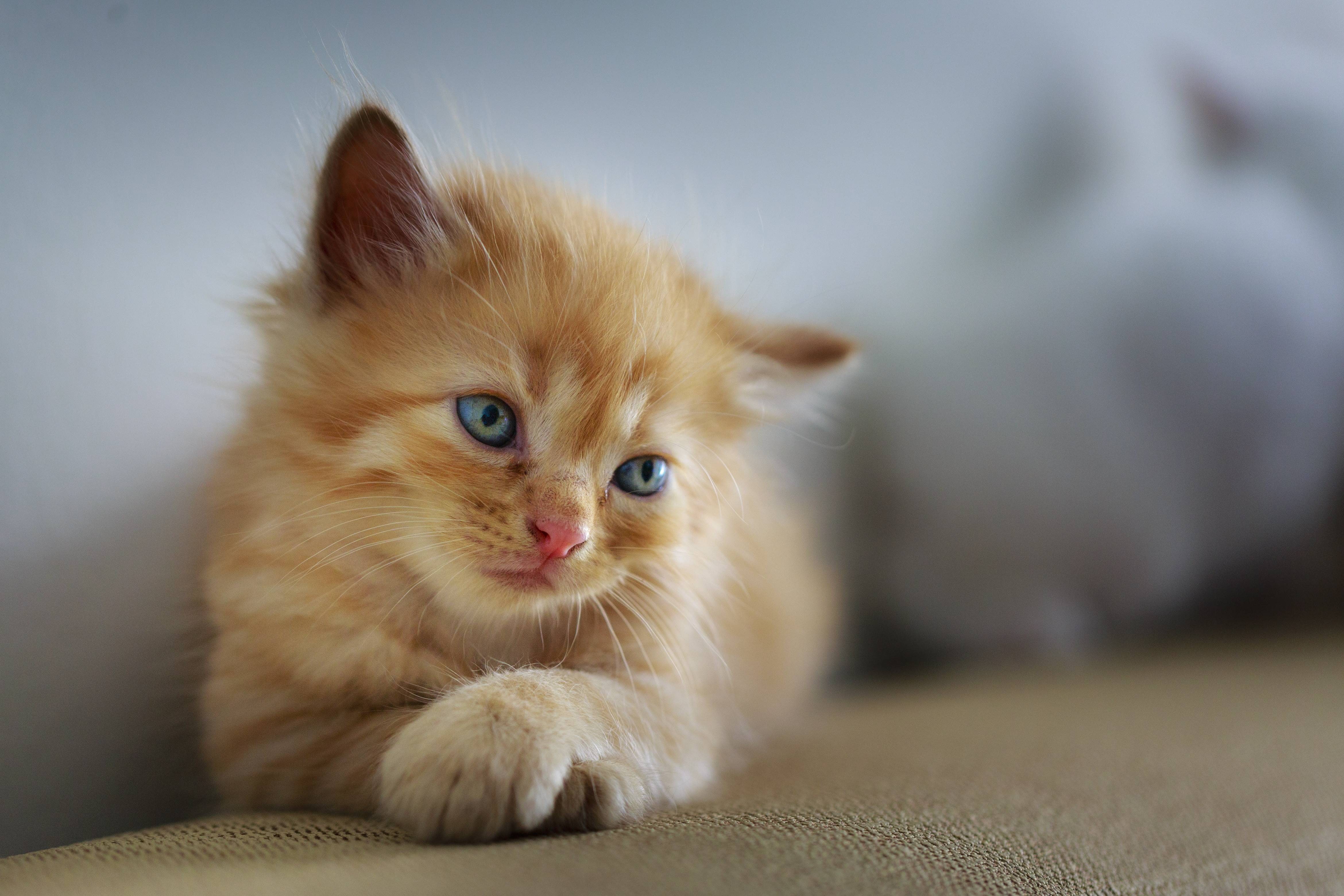 pet, sad, cute, cat, small, sweet, furry, young, kitten