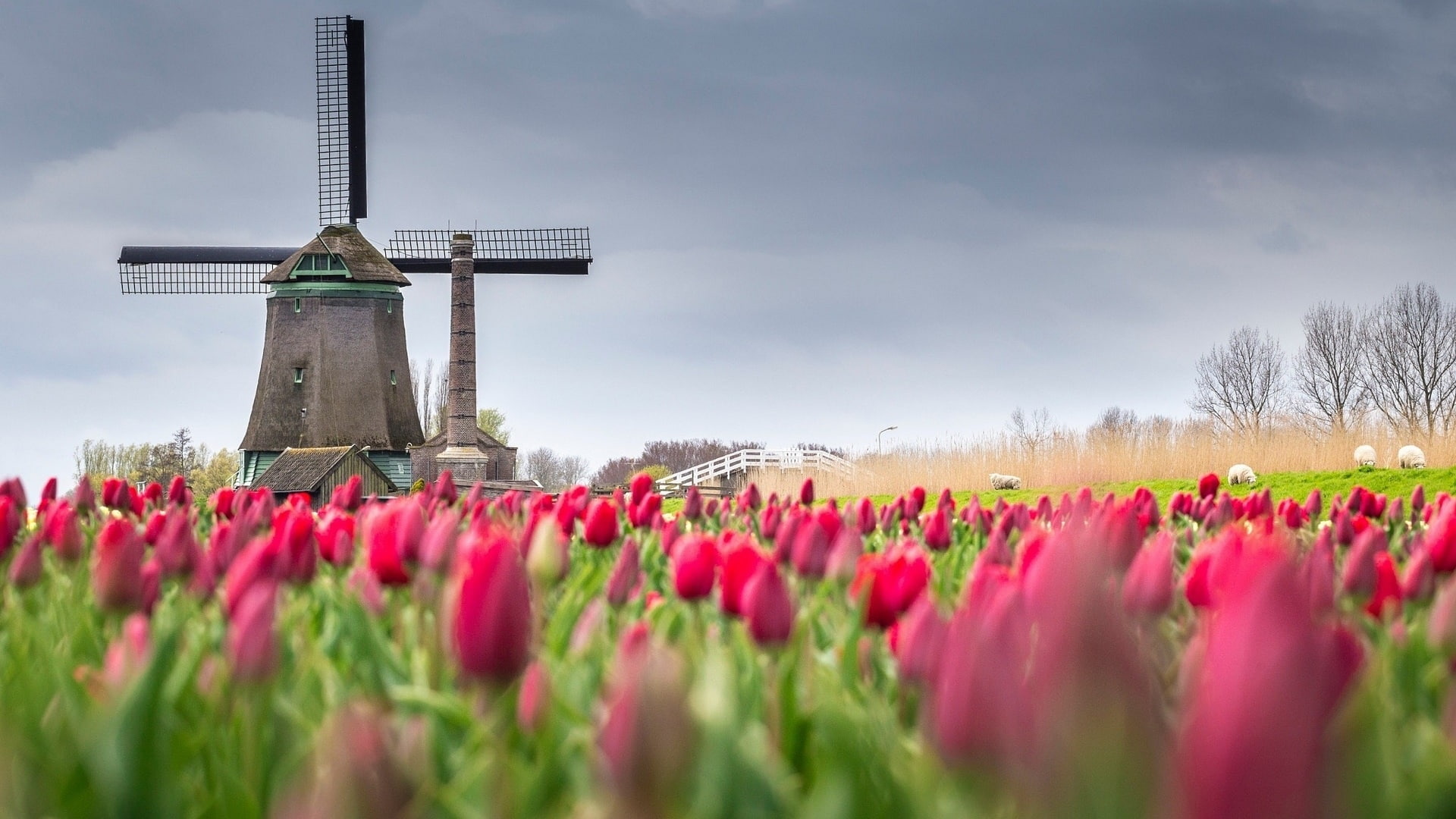 flower, field, tulip farm, plant, sky, tulip filed, windmill
