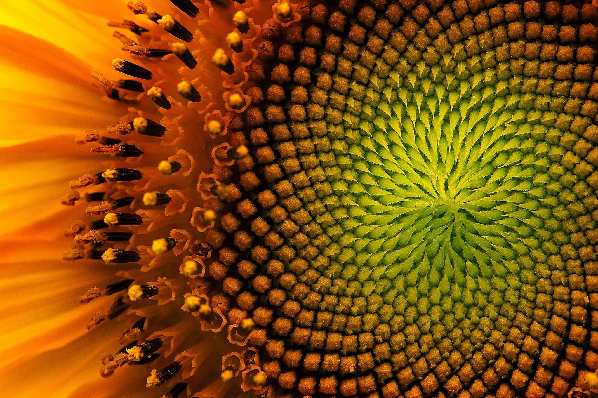 sunflower