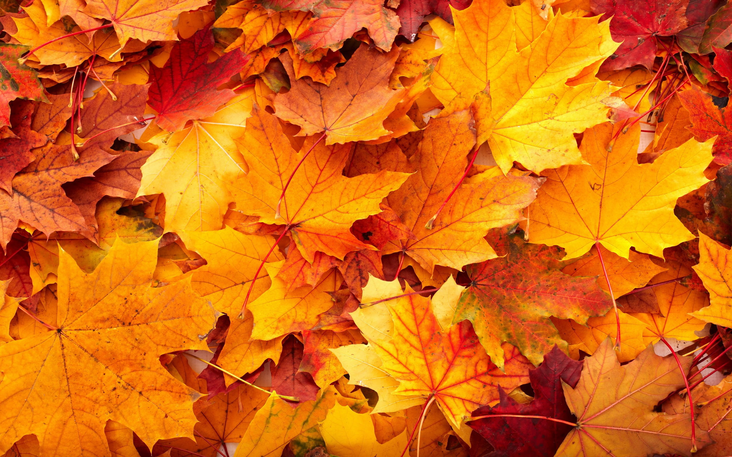 orange maple leaves, fall, fallen leaves, red leaves, autumn