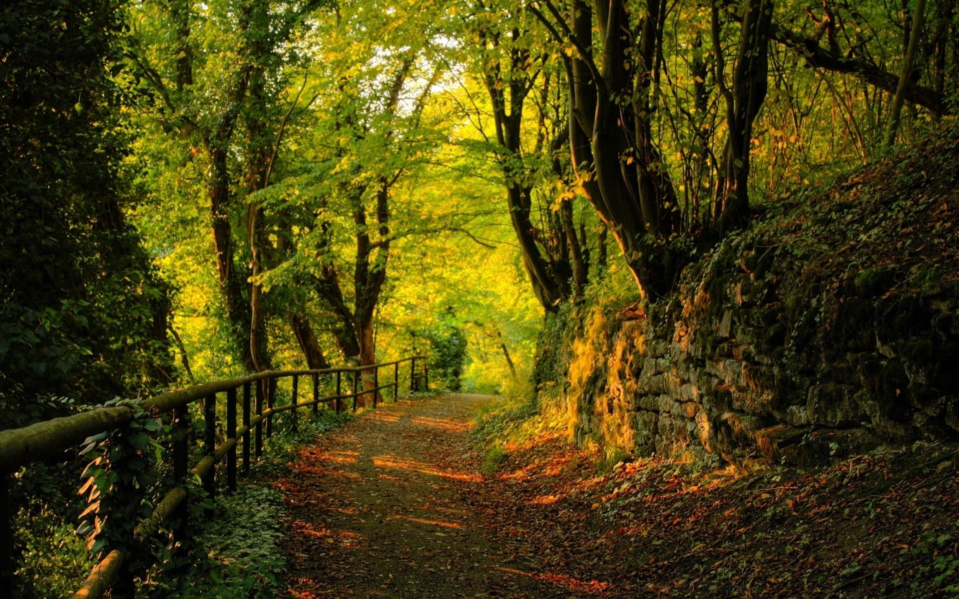 green leafed tree, wood, track, stones, trees, autumn, leaves