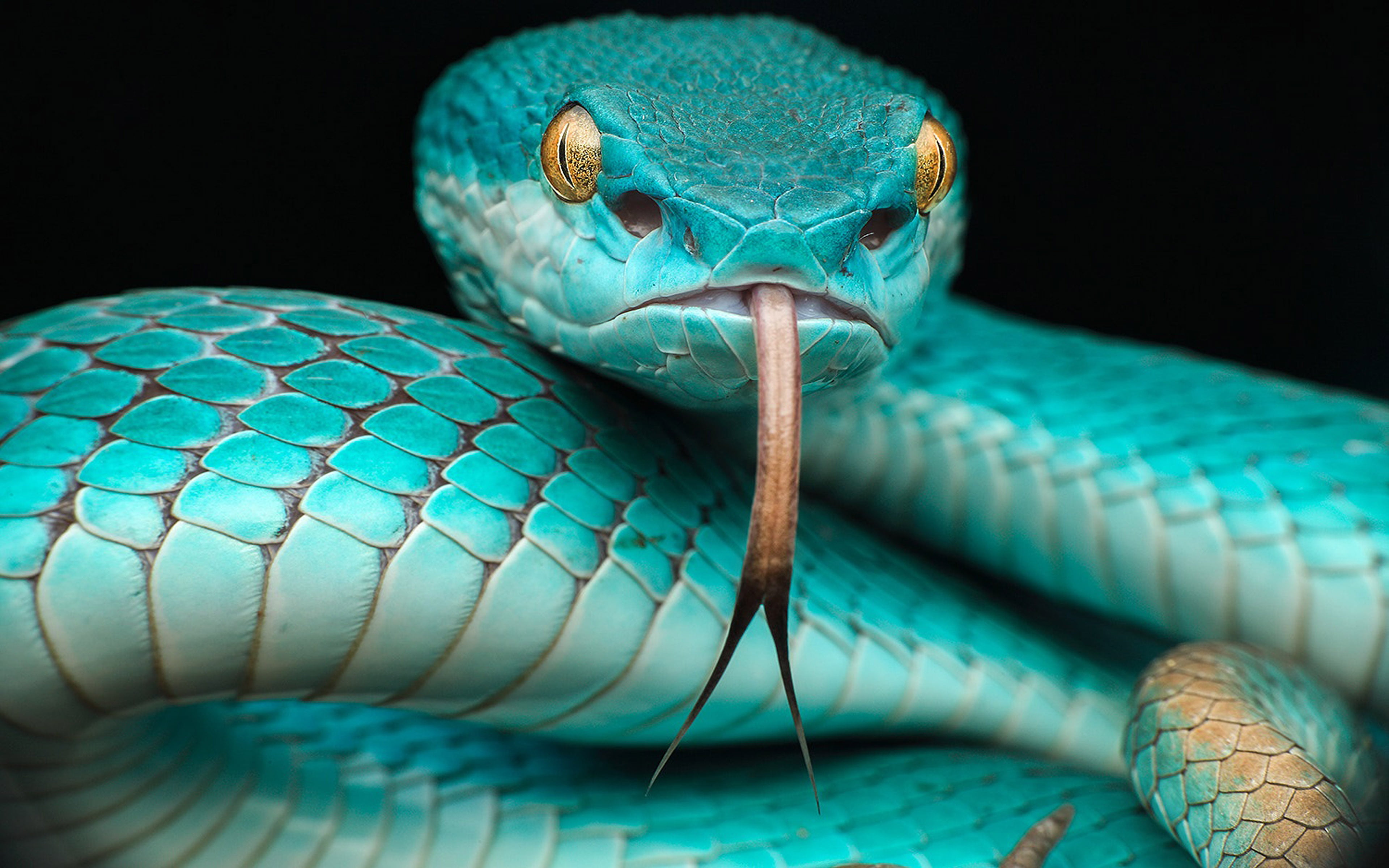 Trimeresurus Albolabris Insularis Reptile Japanese Blue Poison Snake In Indonesia And East Timor Hd Wallpapers For Desktop Mobile Phones And Laptop 3840×2400