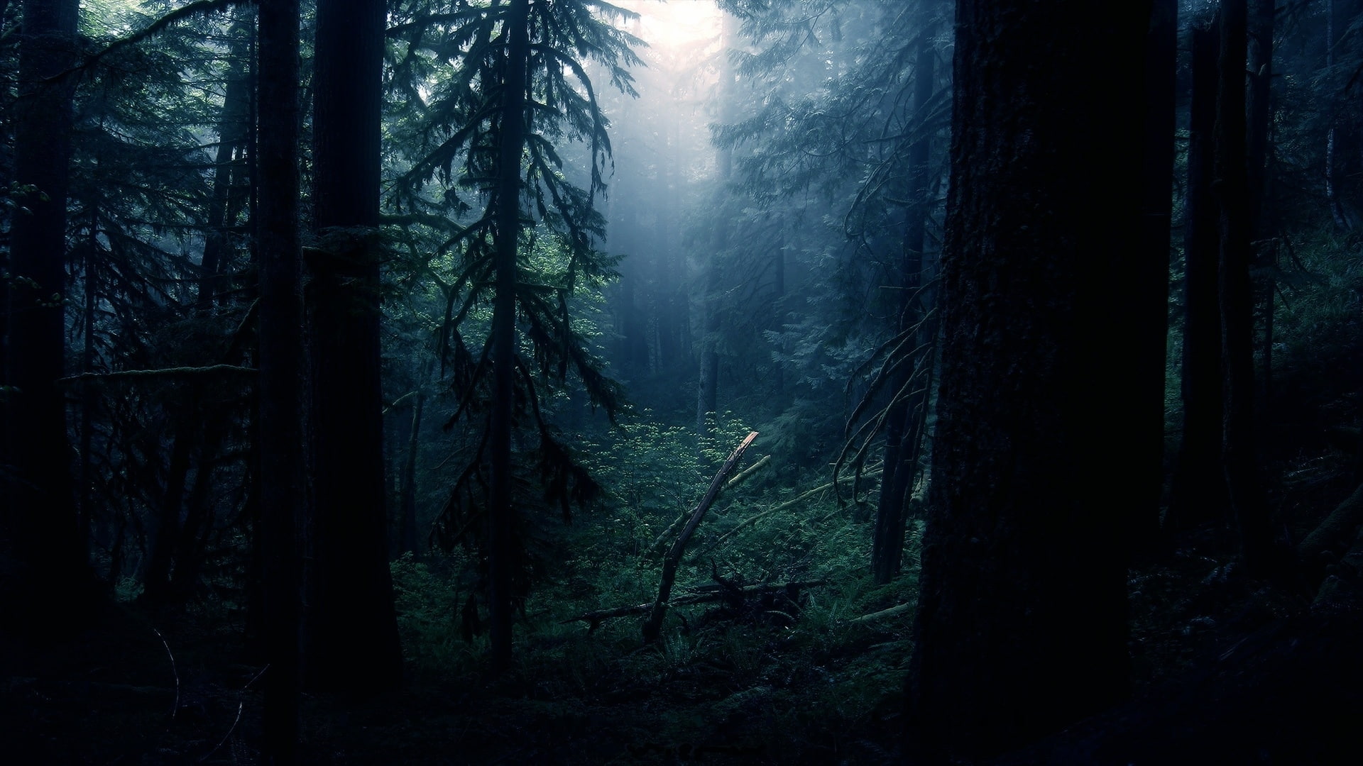 Nature Trees Forest Dark HD, forest photo