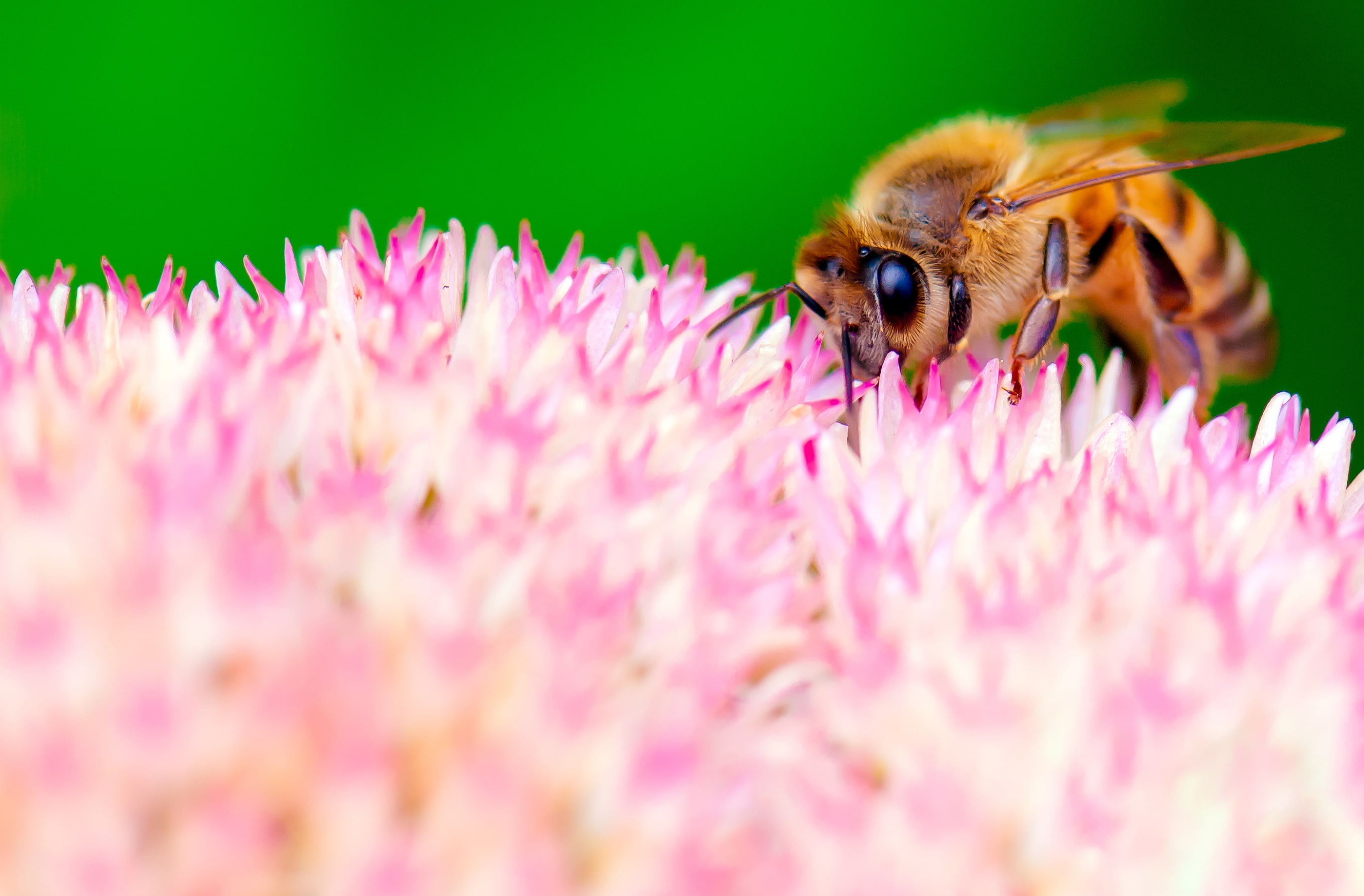 How Bees Make Honey, Animals, Insects, Nature, Pink, Flowers