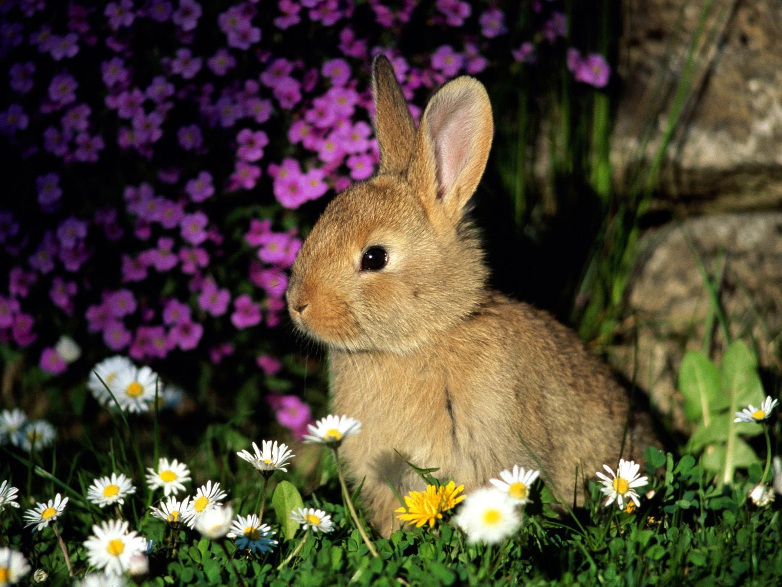 brown rabbit, flowers, baby, shade, grass, rabbit - Animal, easter