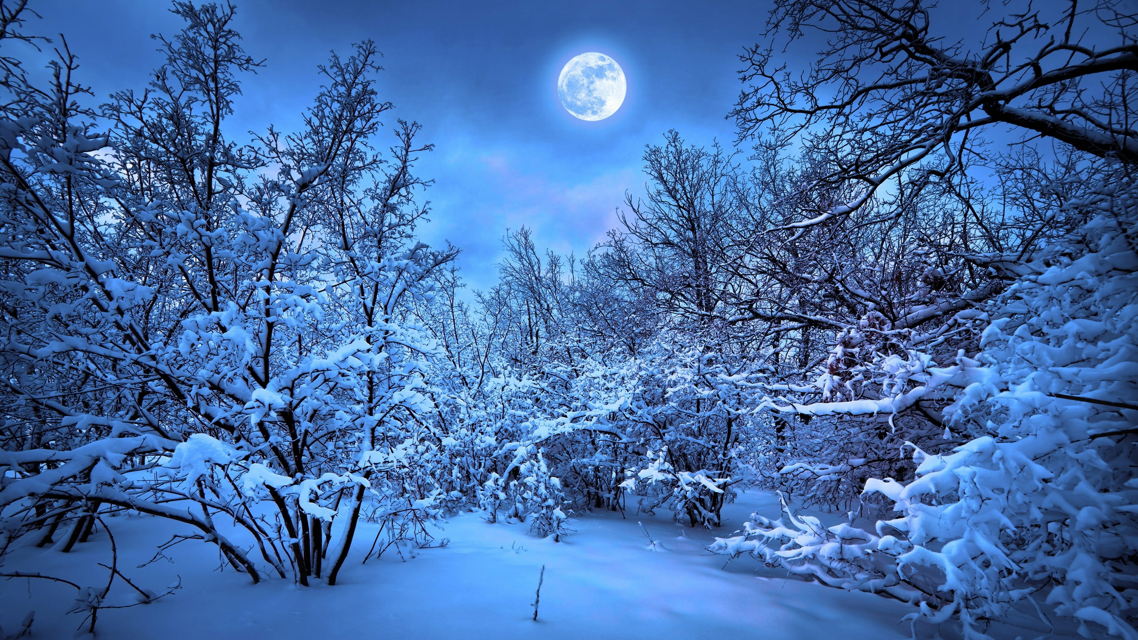 frost, snowy, night, forest, moon, moonlight, moonlit, night sky