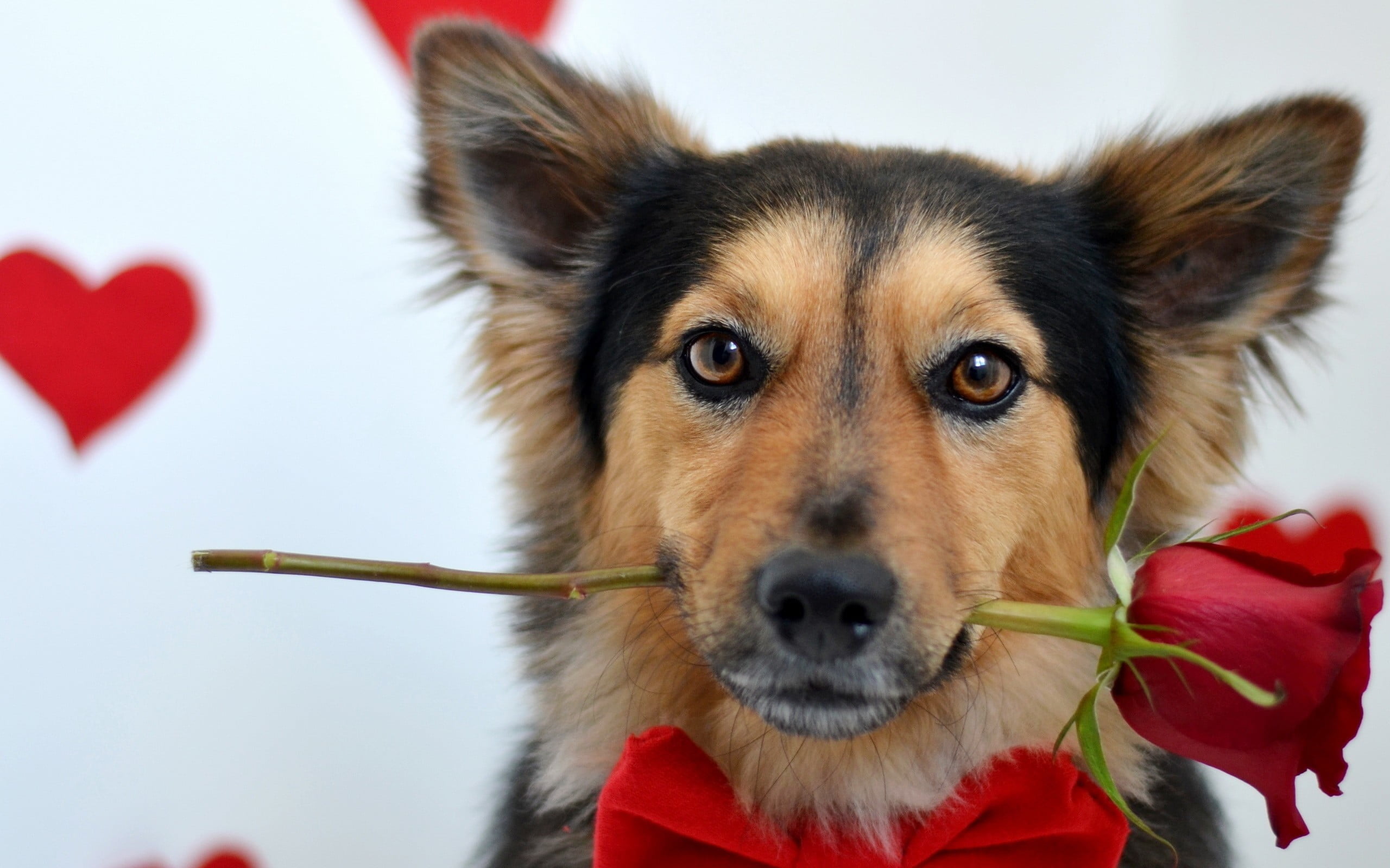 animals, dog, rose, red flowers, one animal, canine, domestic