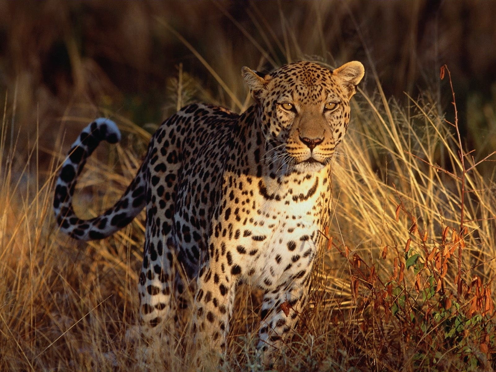 brown leopard, predator, undomesticated Cat, wildlife, africa