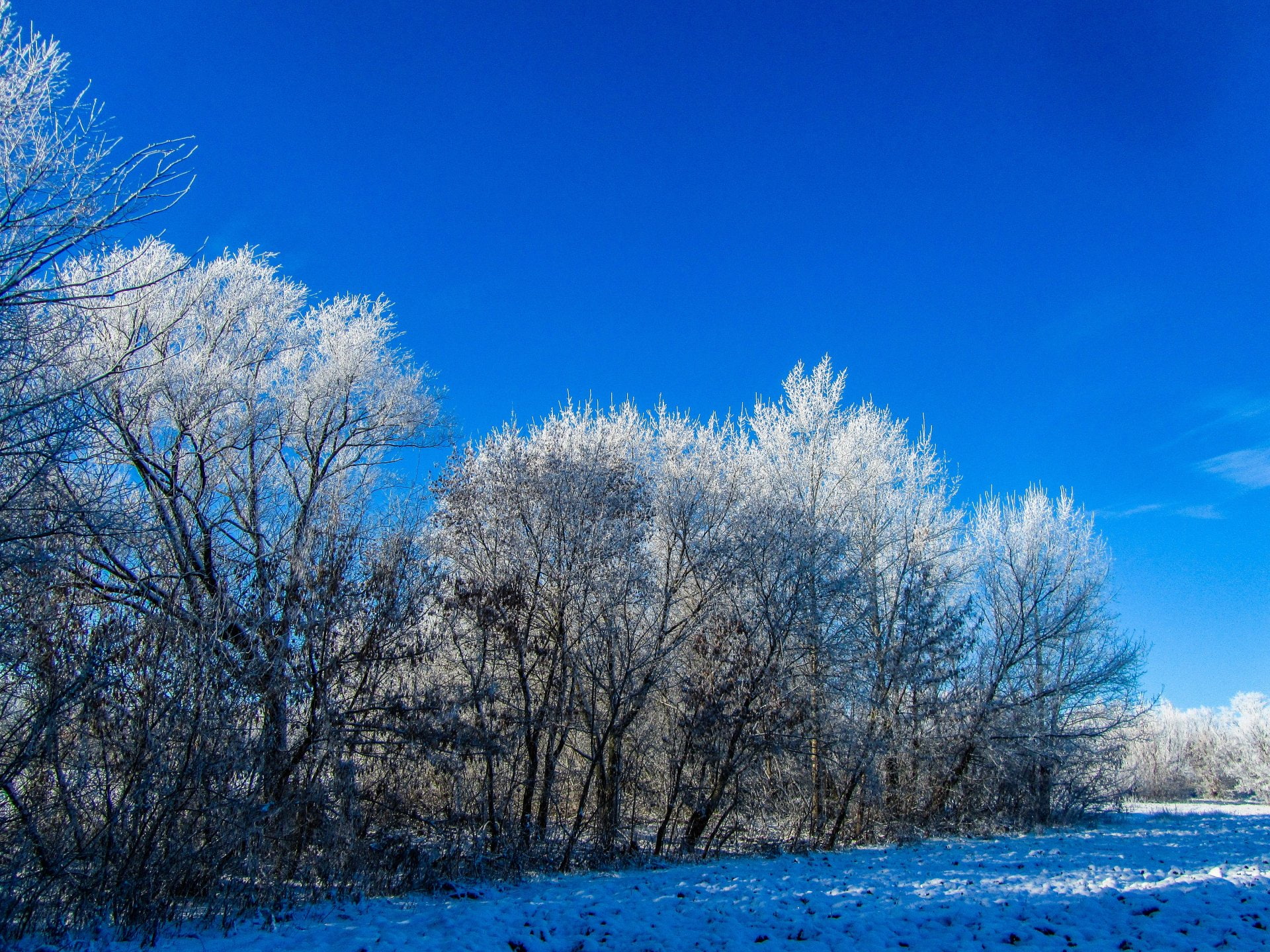 Earth, Winter, Tree