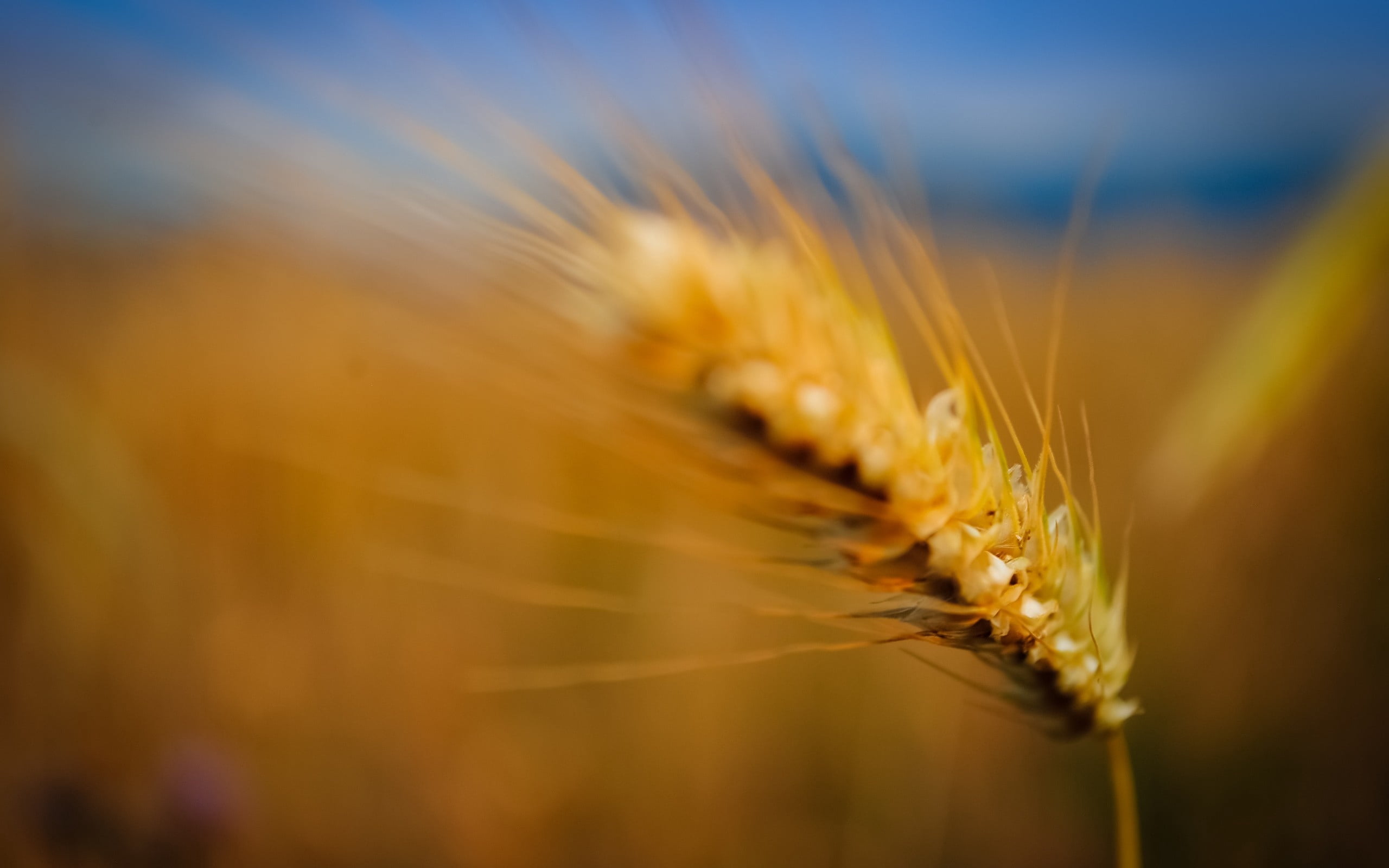 ear, grass, blurred, background, agriculture, wheat, cereal Plant