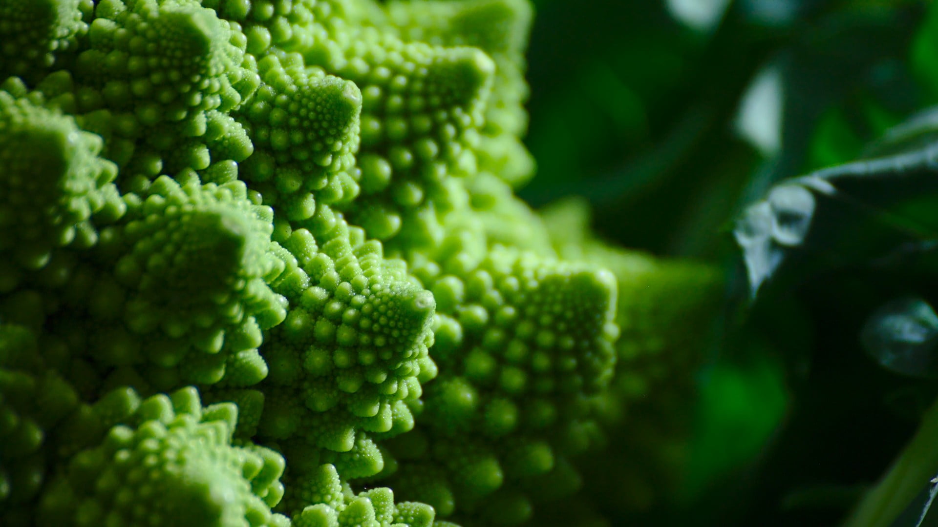 green broccoli, romanesco, macro, fractal, depth of field, green color