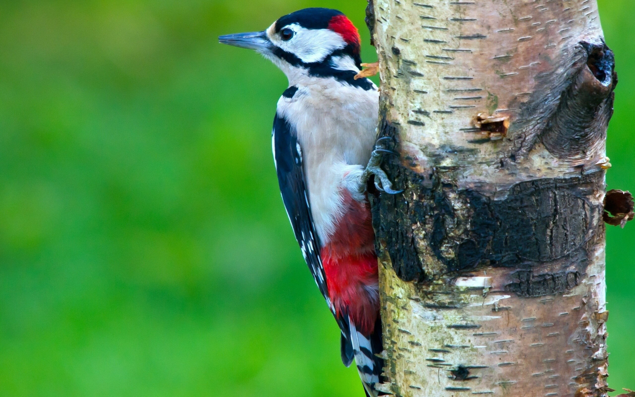 selective focus photography of great-spotted woodpecker perching on tree trunk