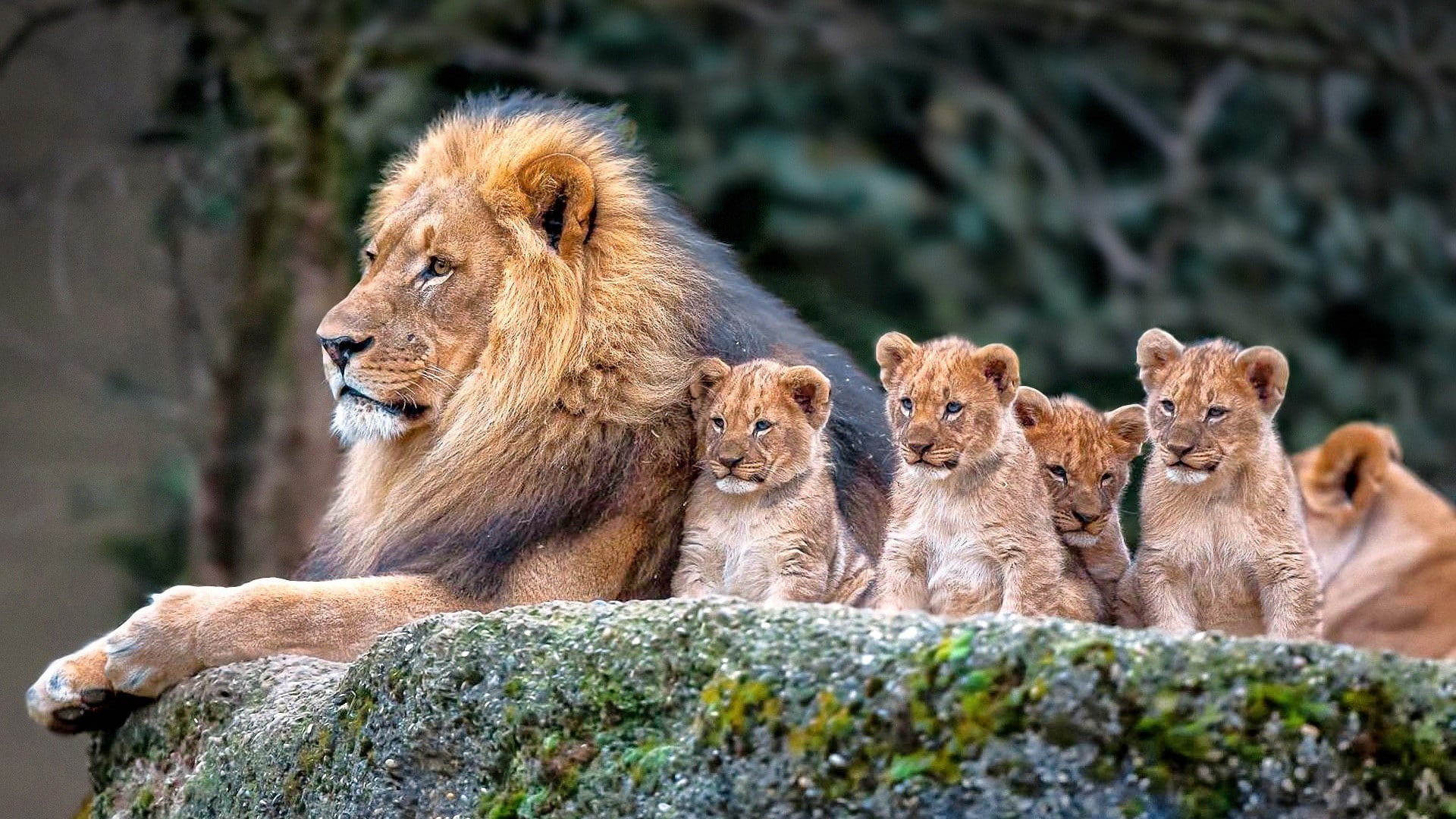 Amazing lions, lie, Lion cubs, father, lion family