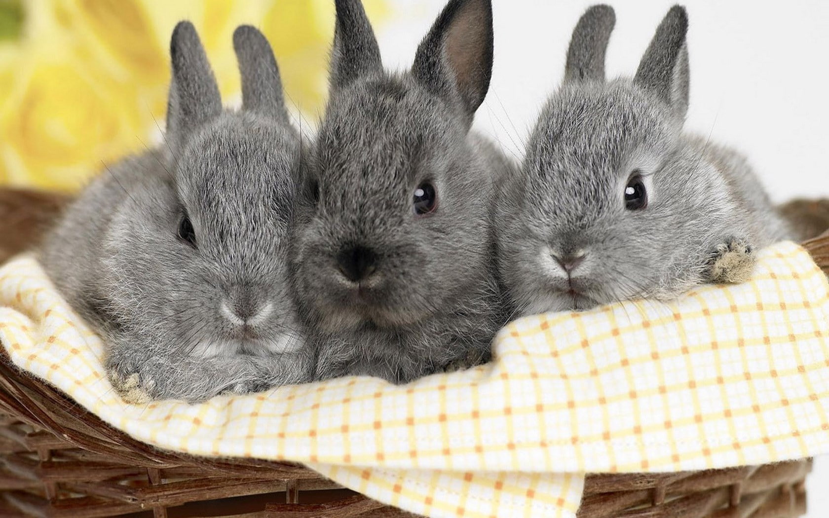 rabbit