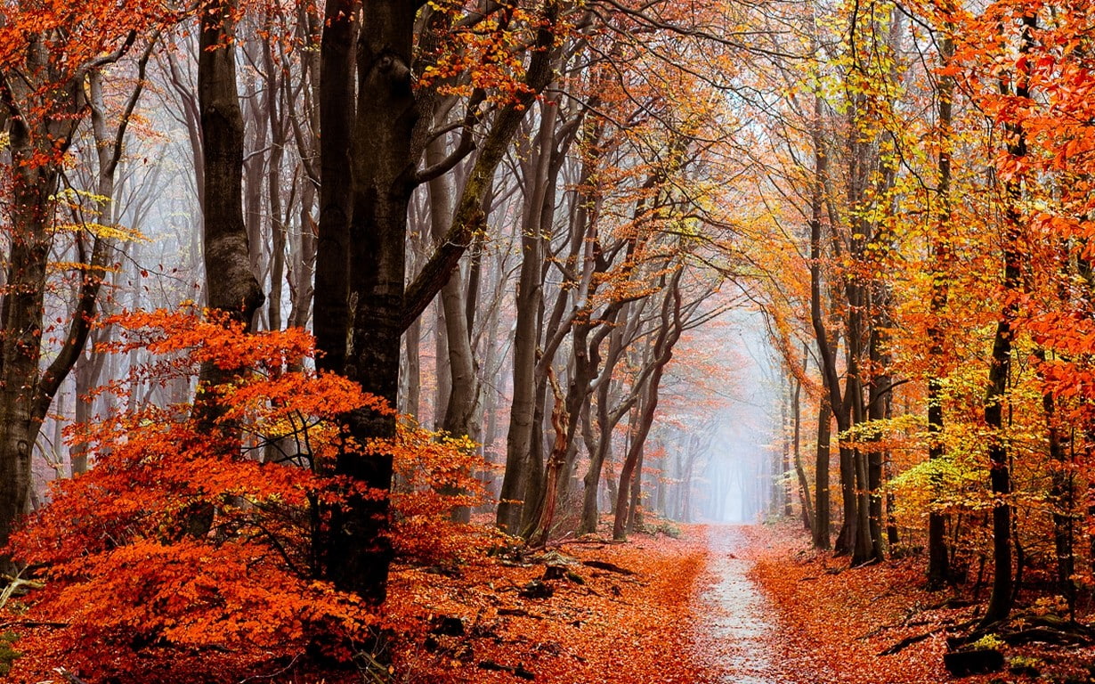 nature, landscape, fall, forest, leaves, mist, path, trees