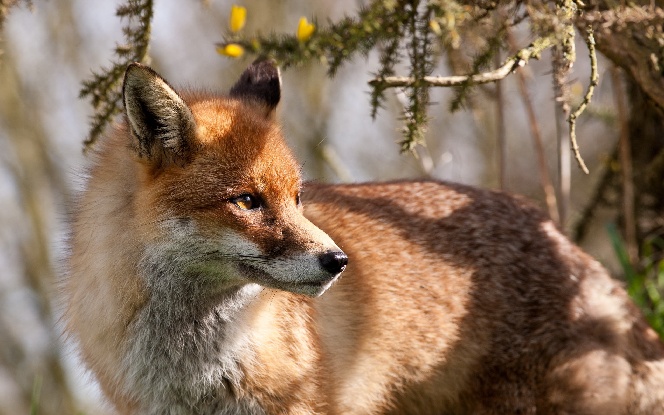 nature, background, Fox
