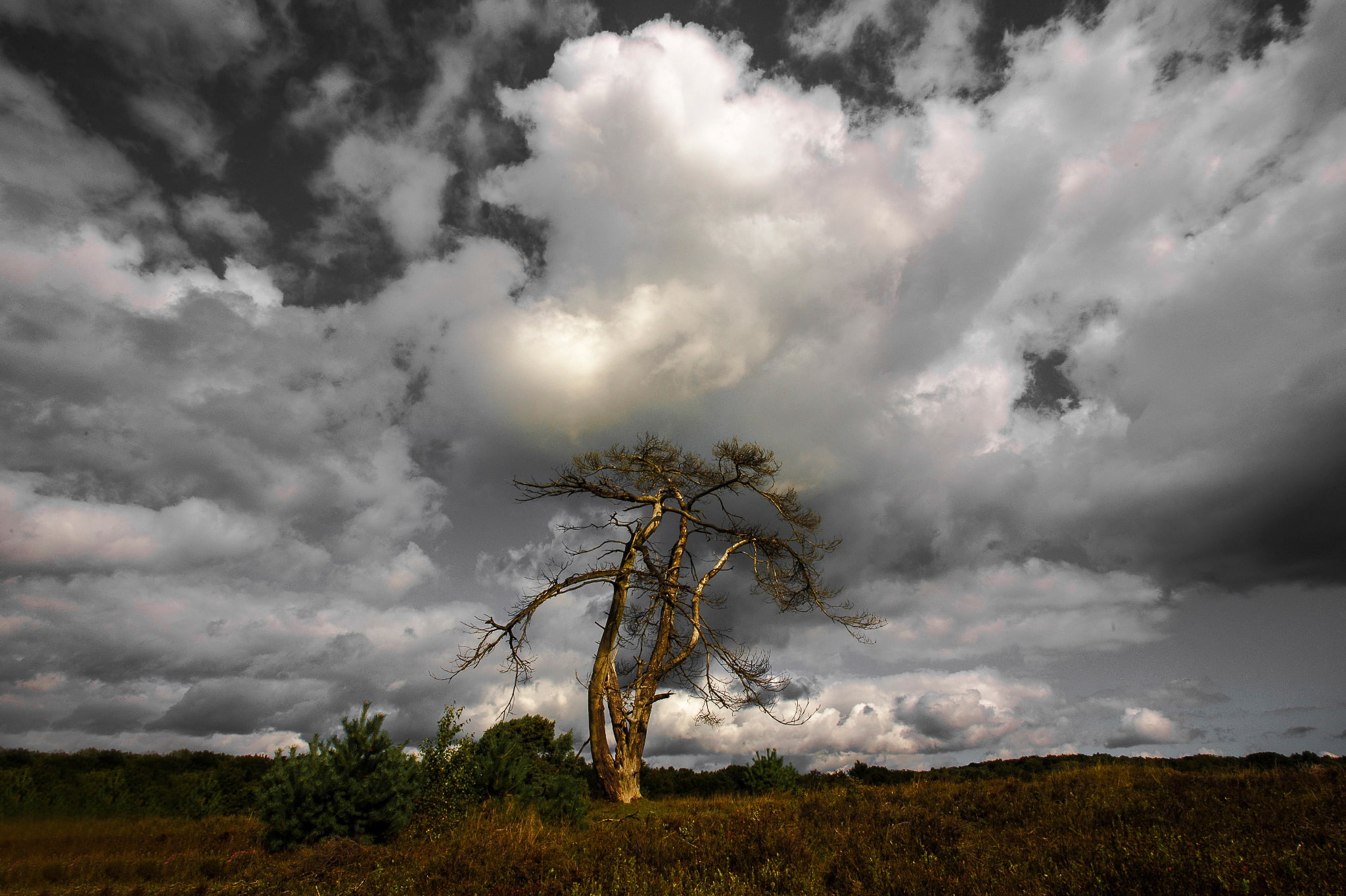the sky, clouds, tree, Lonely Tree