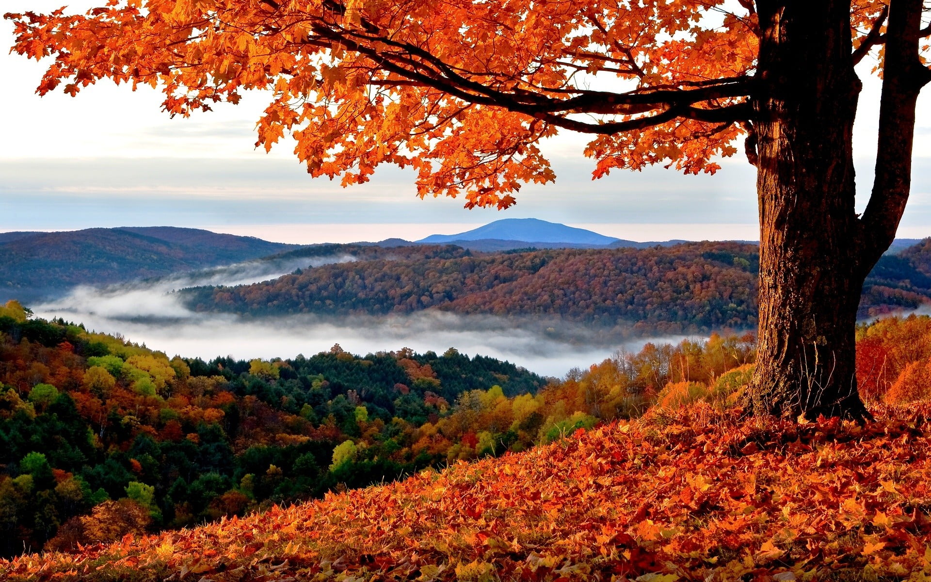 maple tree, fall, landscape, trees, hills, leaves, autumn, beauty in nature