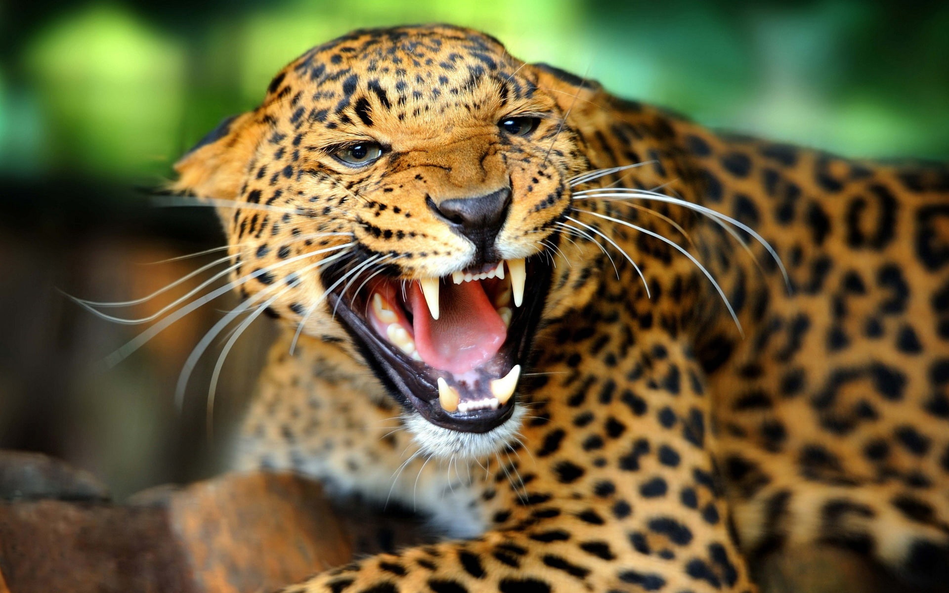 Cheetah facial features, sharp teeth