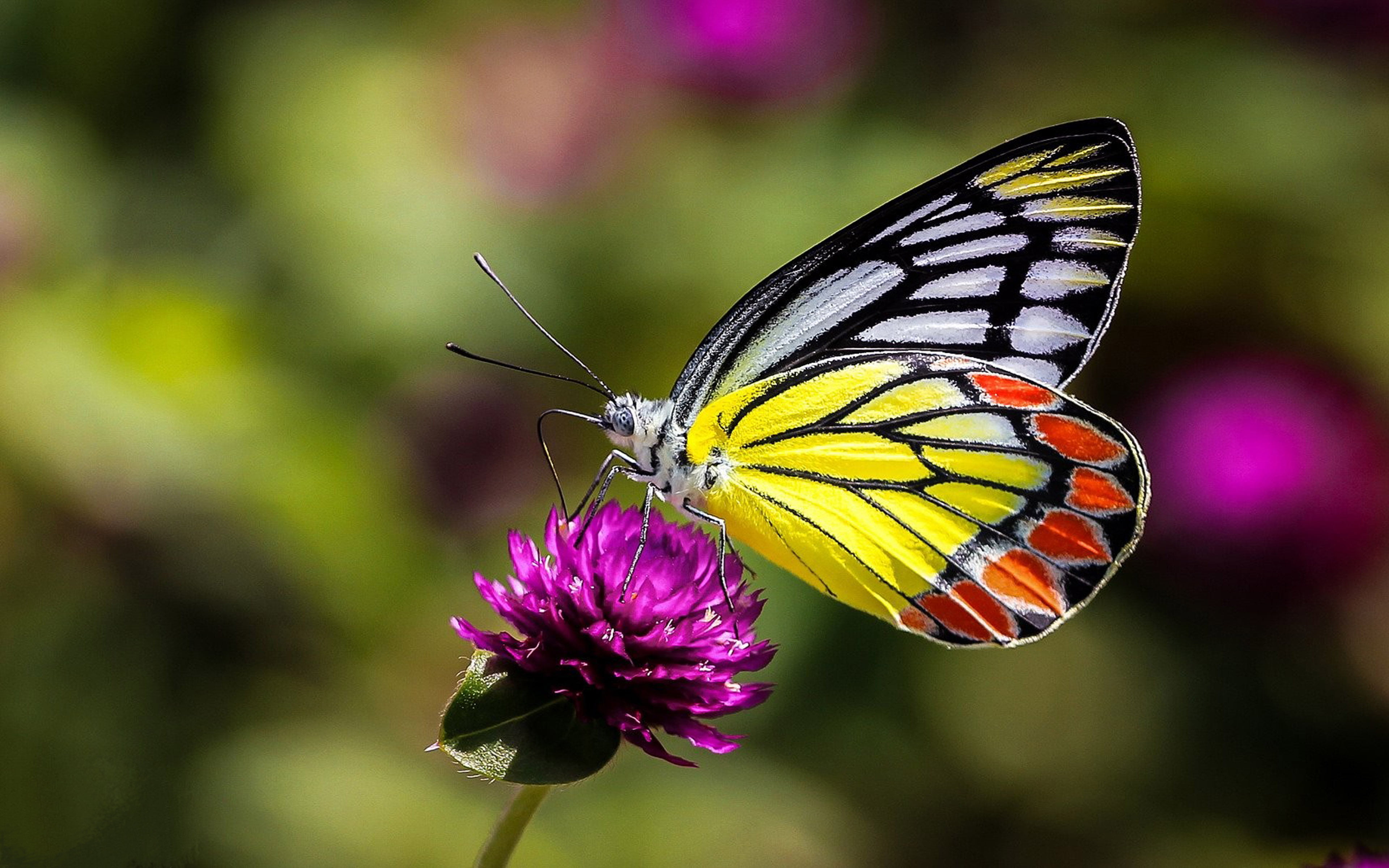 Insects Butterfly On Flower Macro Picture Ultra Hd Wallpapers For Desktop Mobile Phones And Laptop 3840×2400