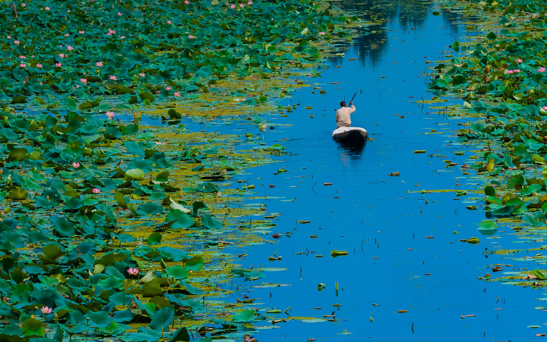 leaves, flowers, boat, India, Lotus, Dal lake, Srinagar, Jammu and Kashmir