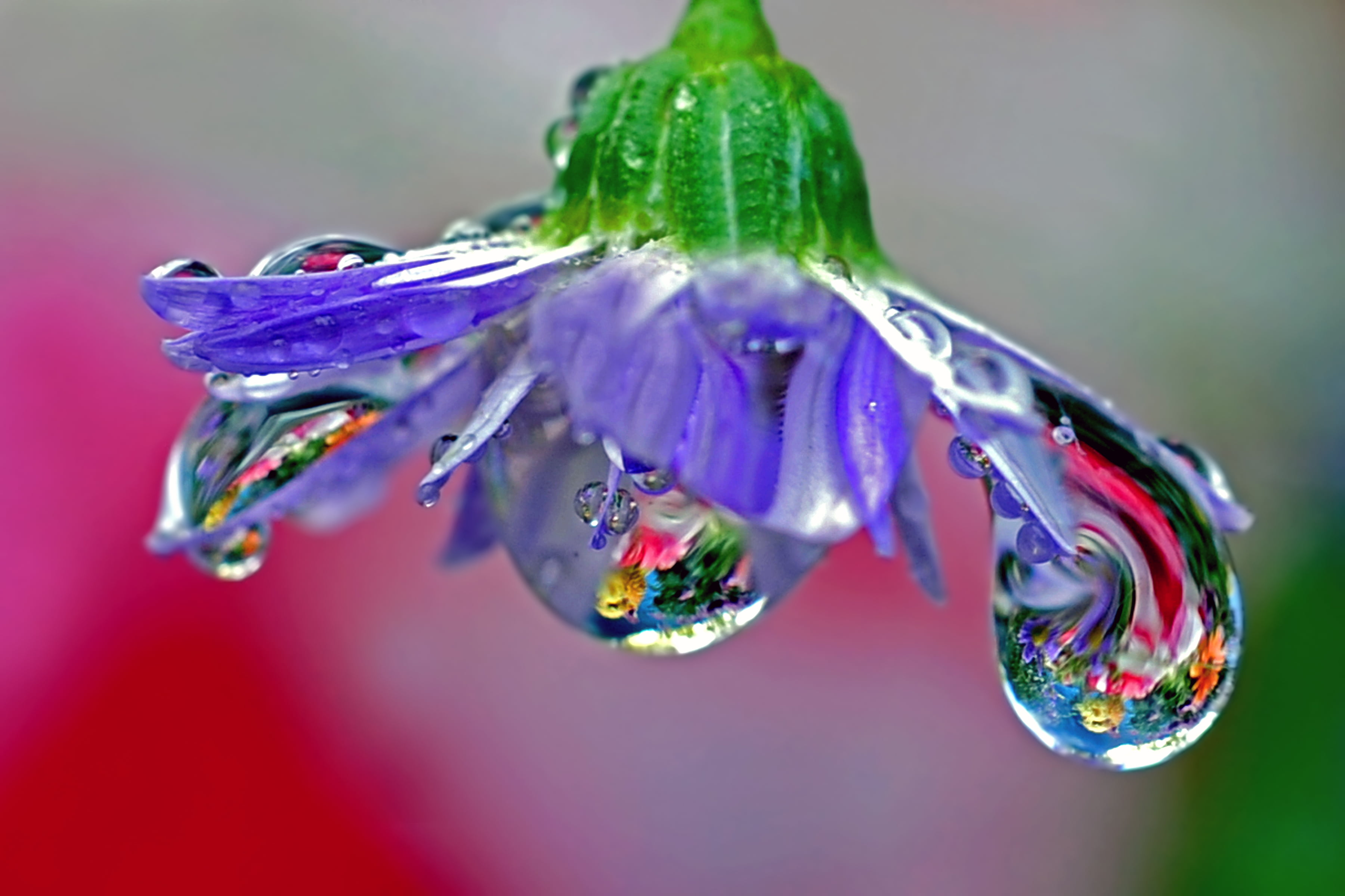 macro photography of a purple flower with water drops, blown glass