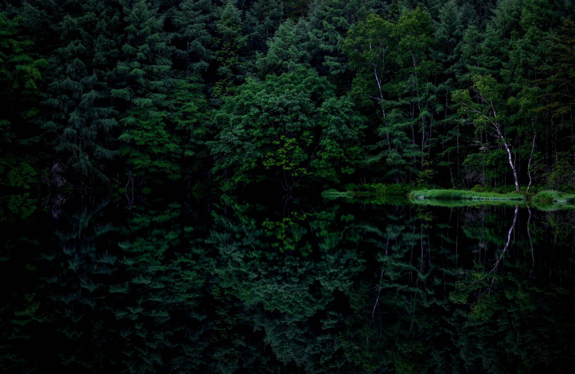 green leafed trees, dark, reflection, forest, plant, growth, beauty in nature
