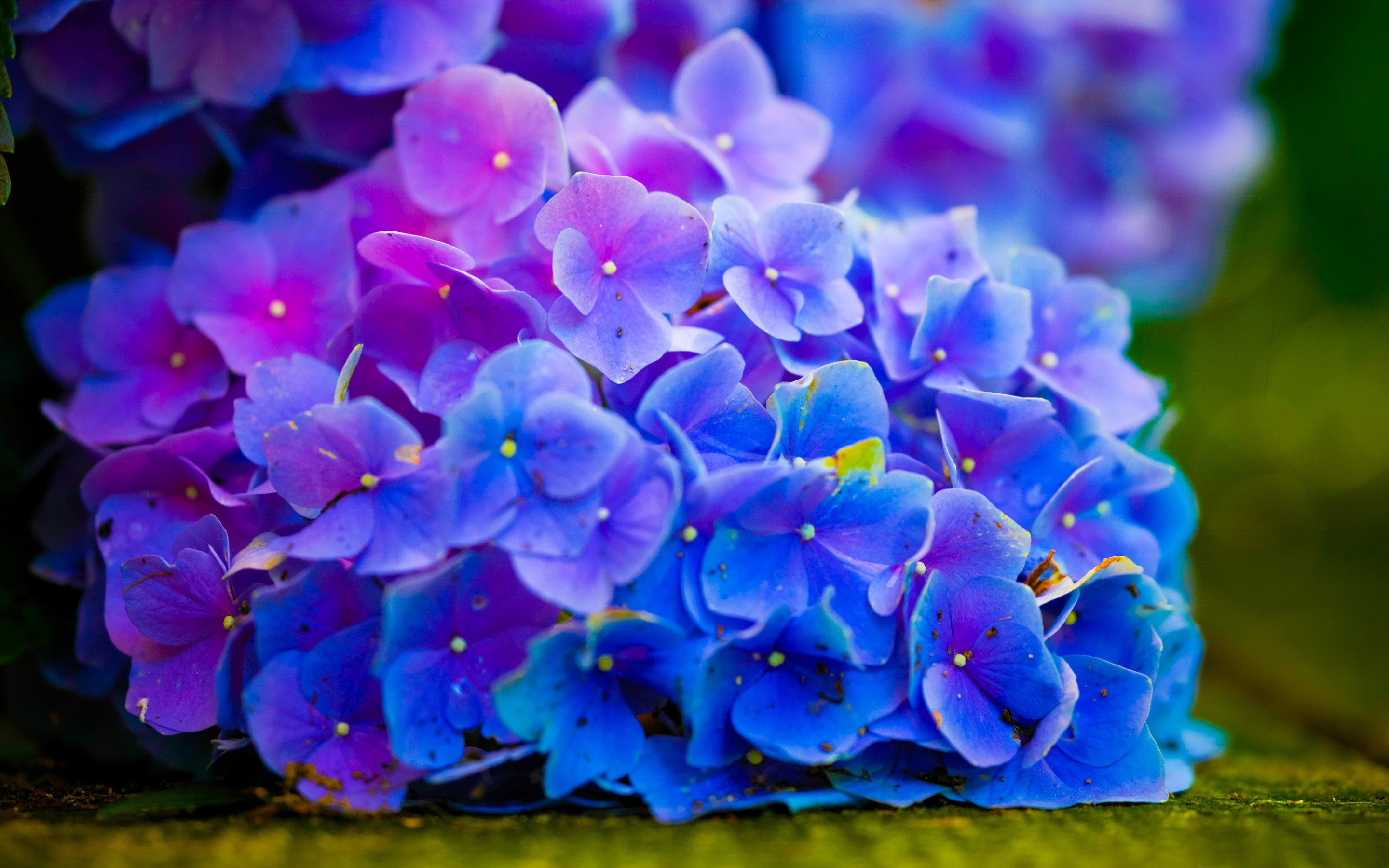 hydrangea