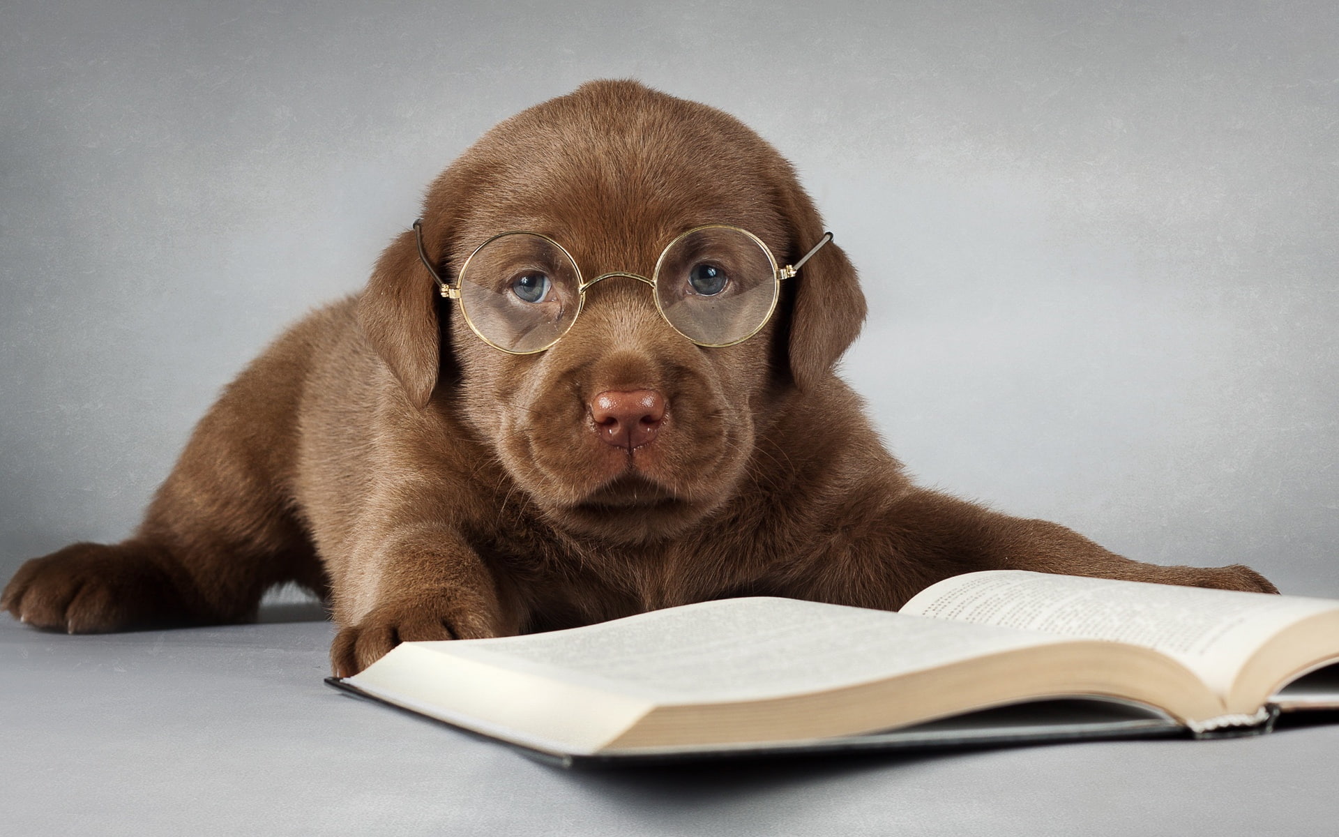 Labrador dog, brown, read a book, glasses