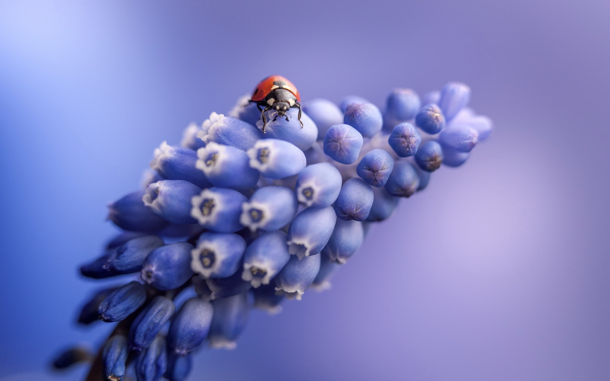 ladybug