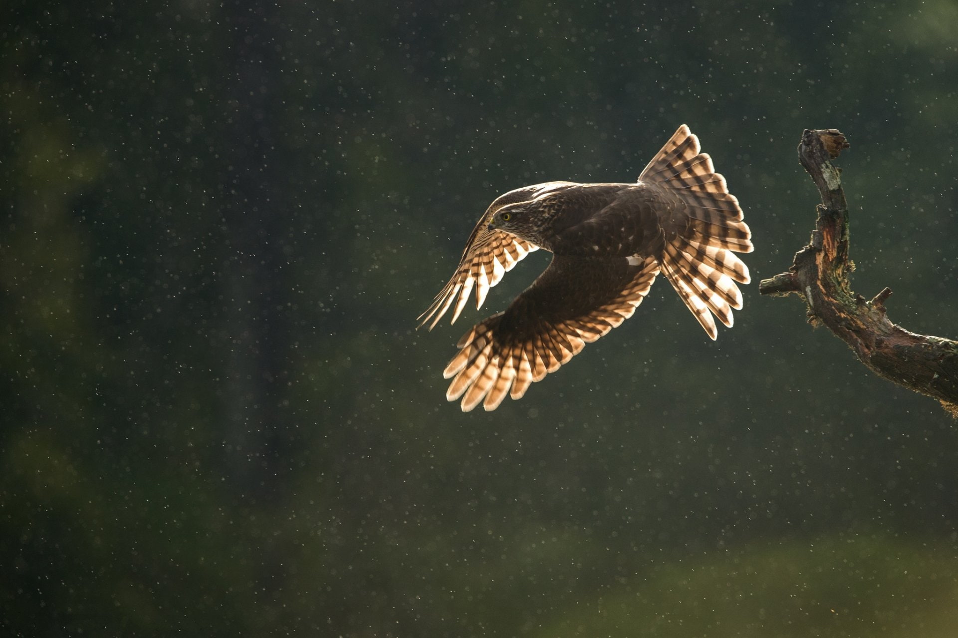 Birds, Hawk