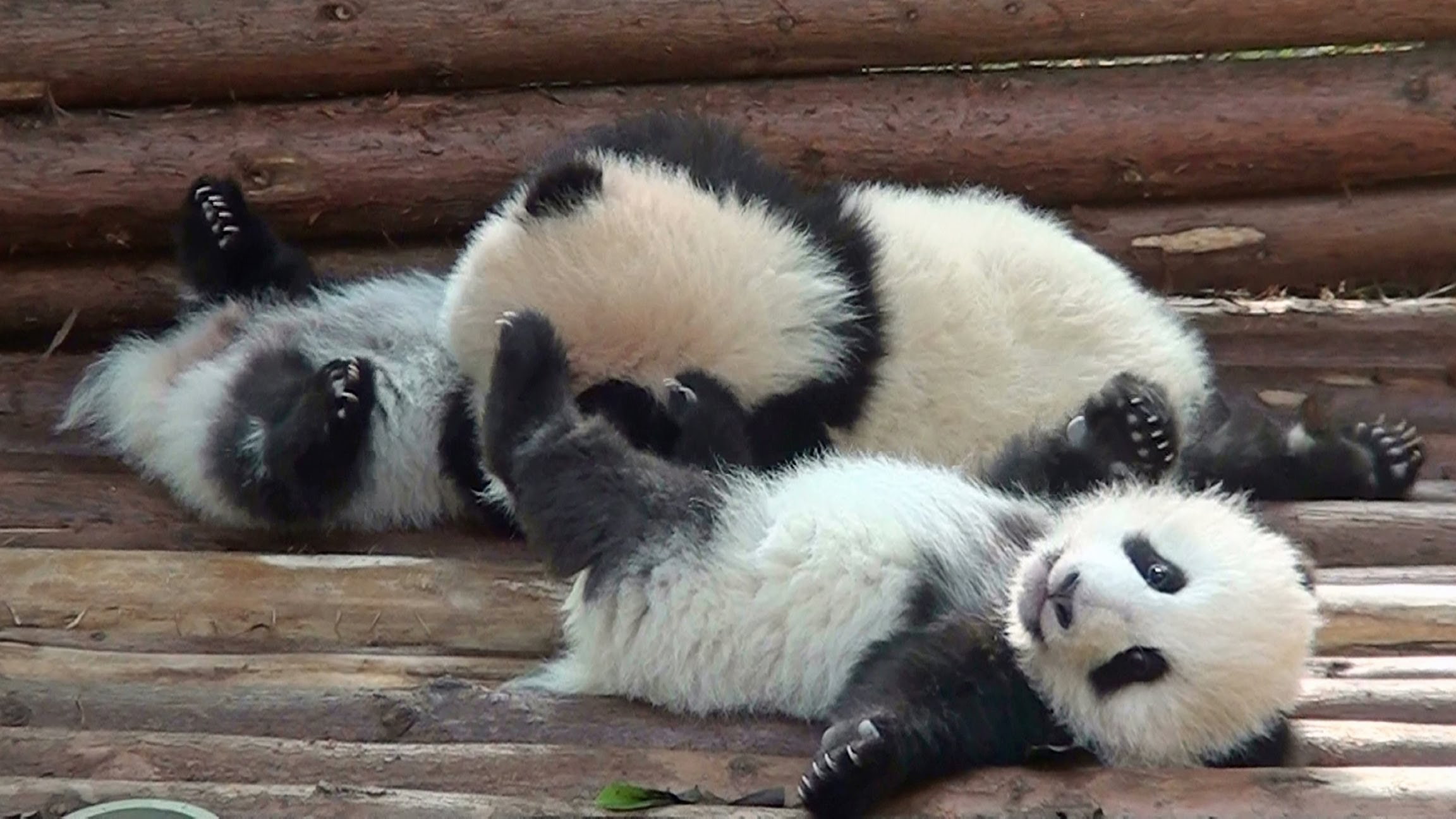 7, baby, Baer, bears, cute, Panda, Pandas, group of animals