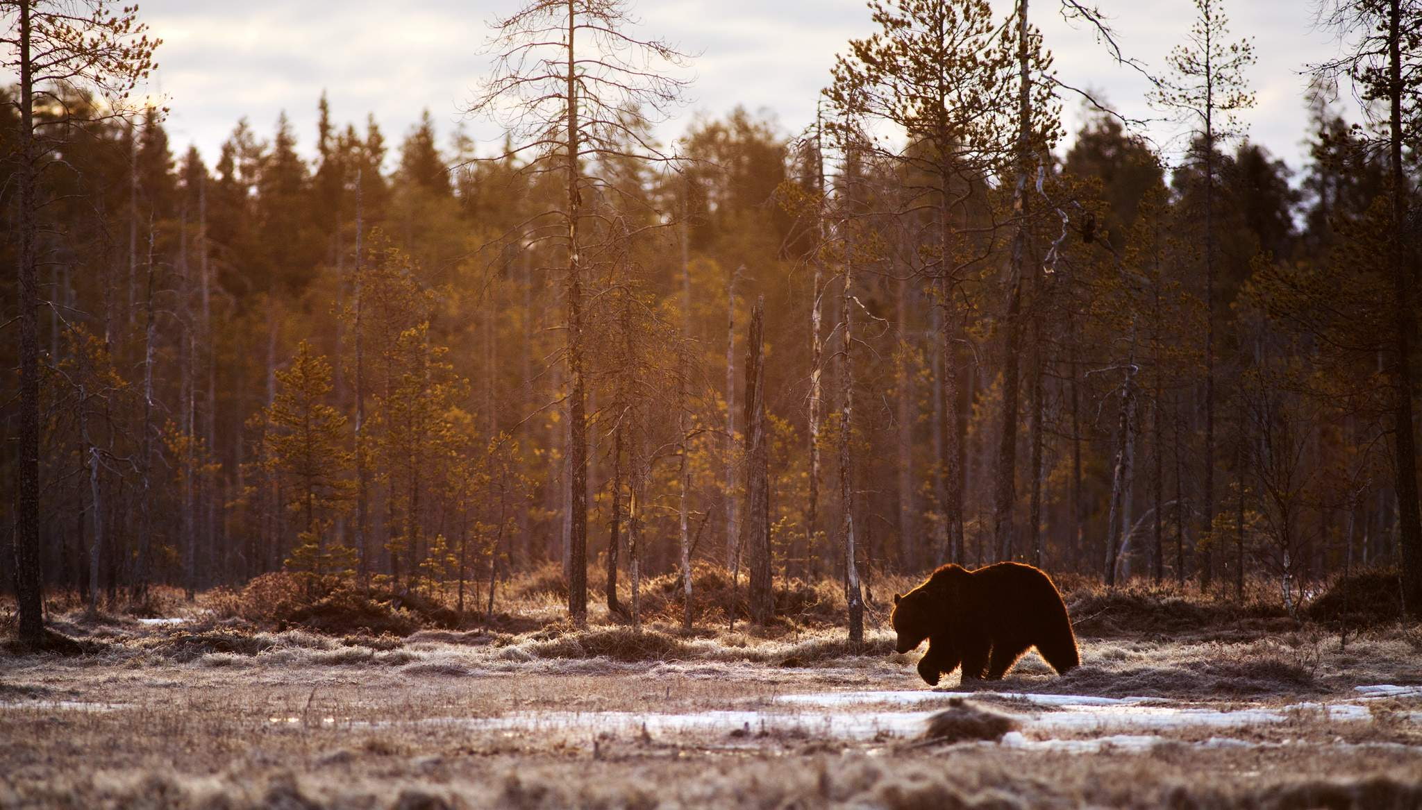 Bears