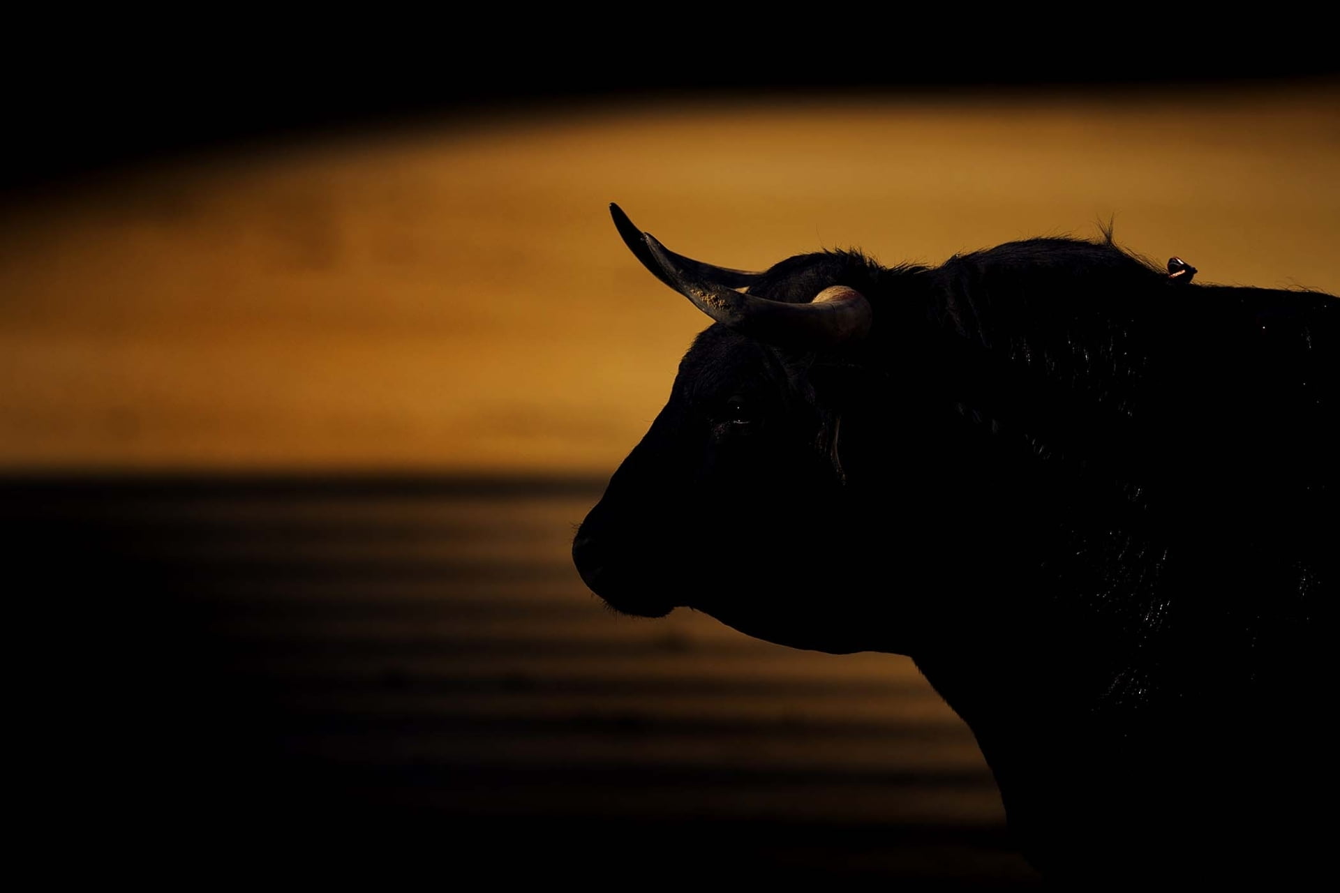 black bull, horns.background, animal themes, mammal, one animal