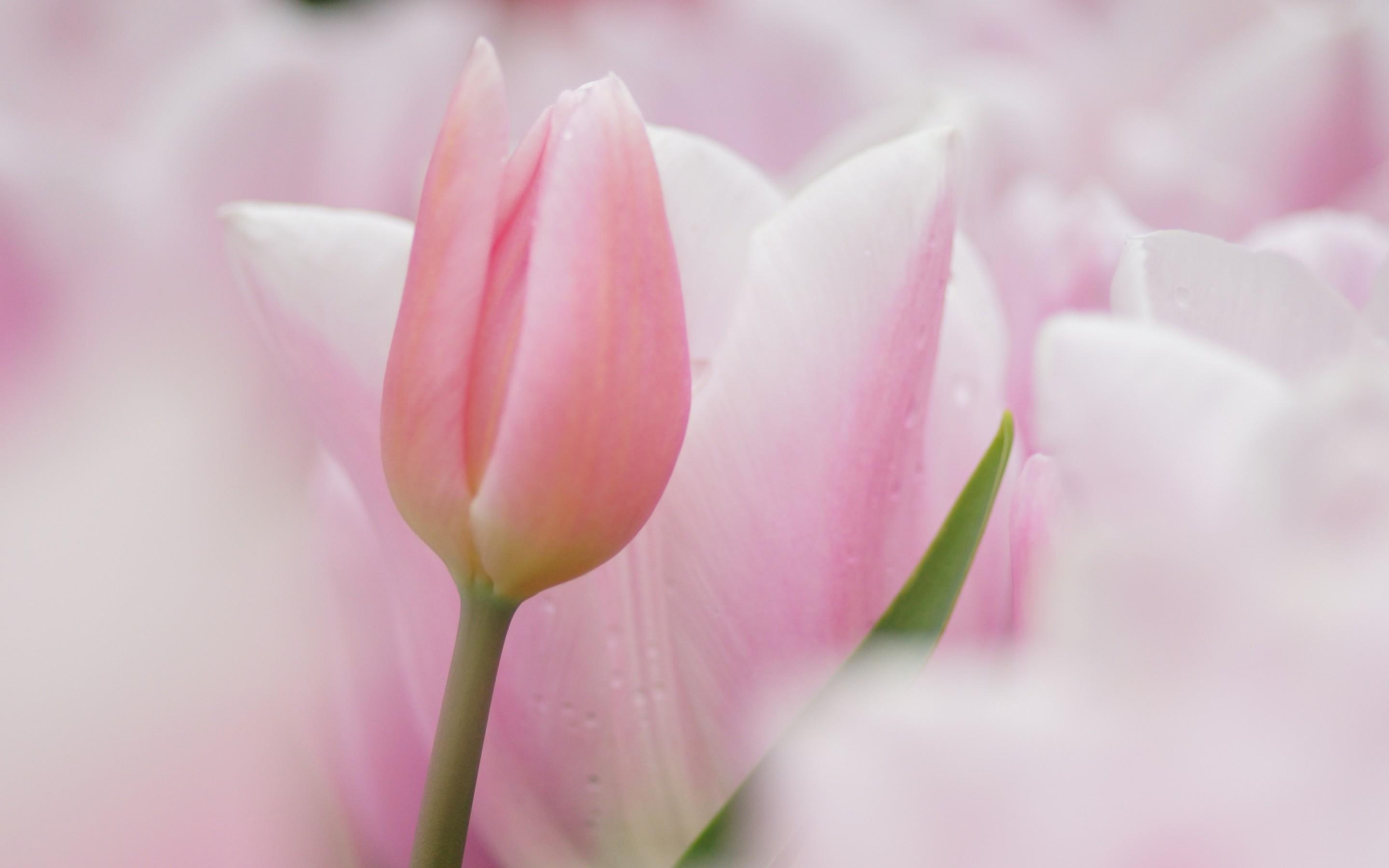 *So soft and pale*, nature, pastel, tulips, flowers, pink