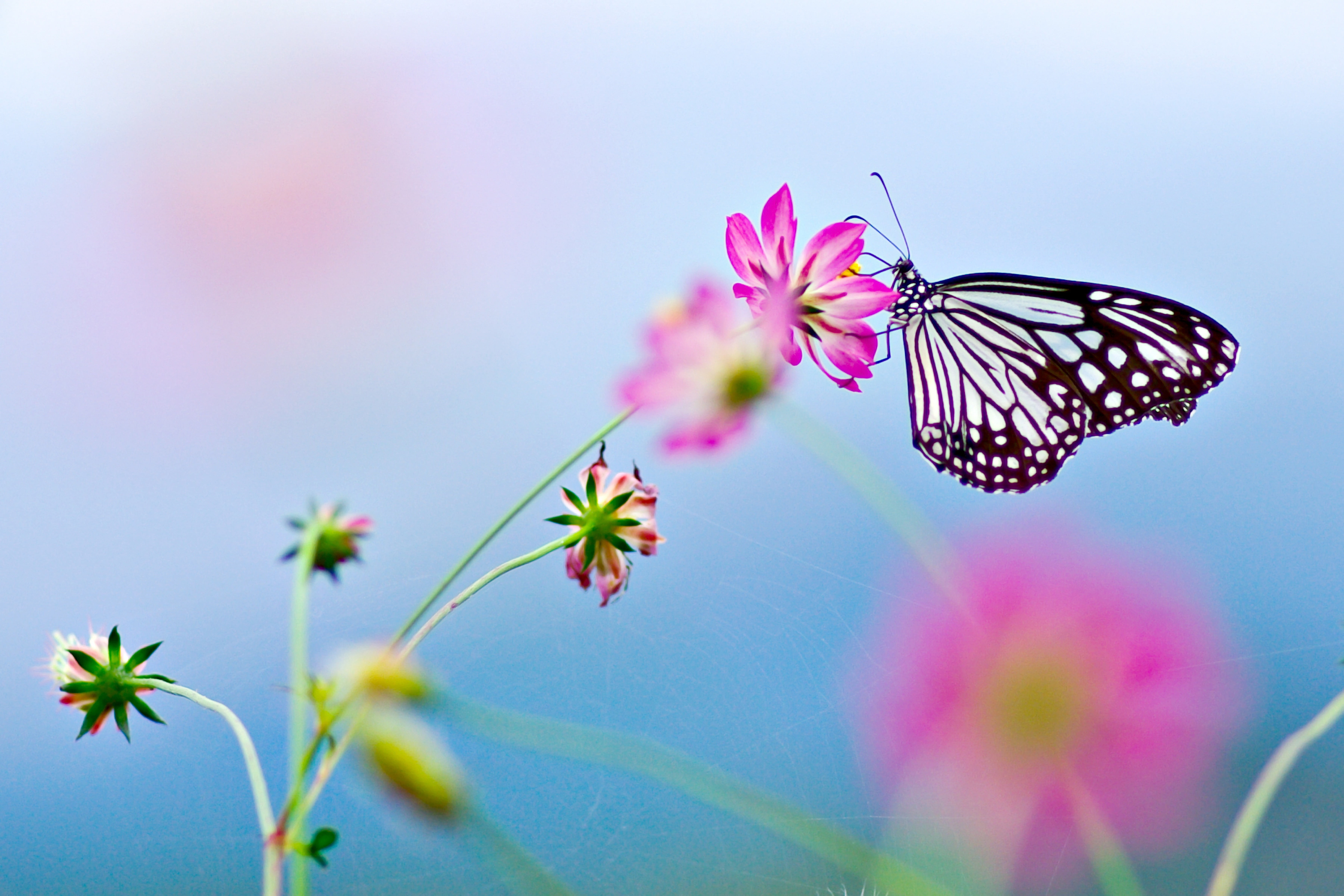 paper kite butterfly, flowers, lepidoptera, insect, macro, nature