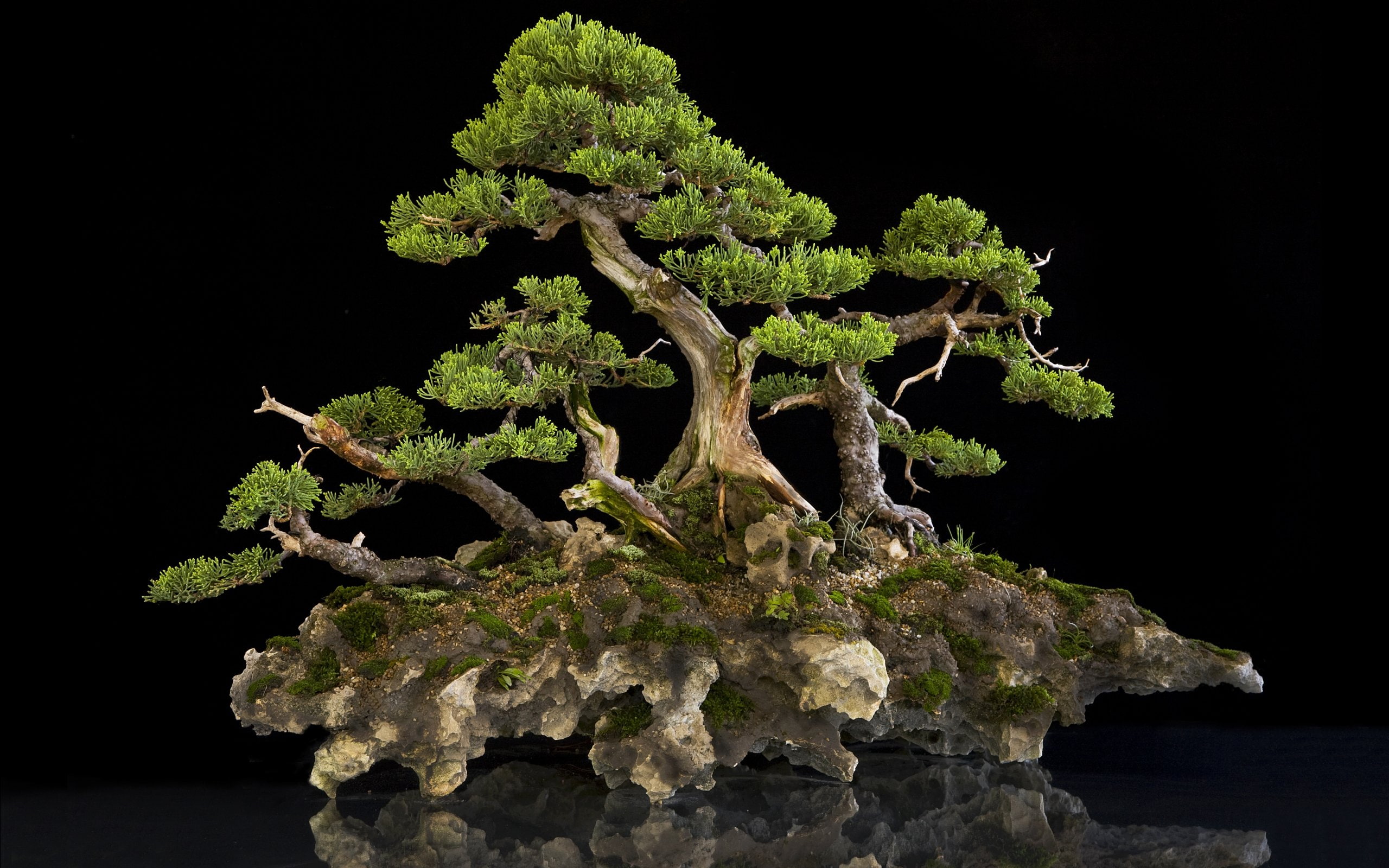 bonsai, tree