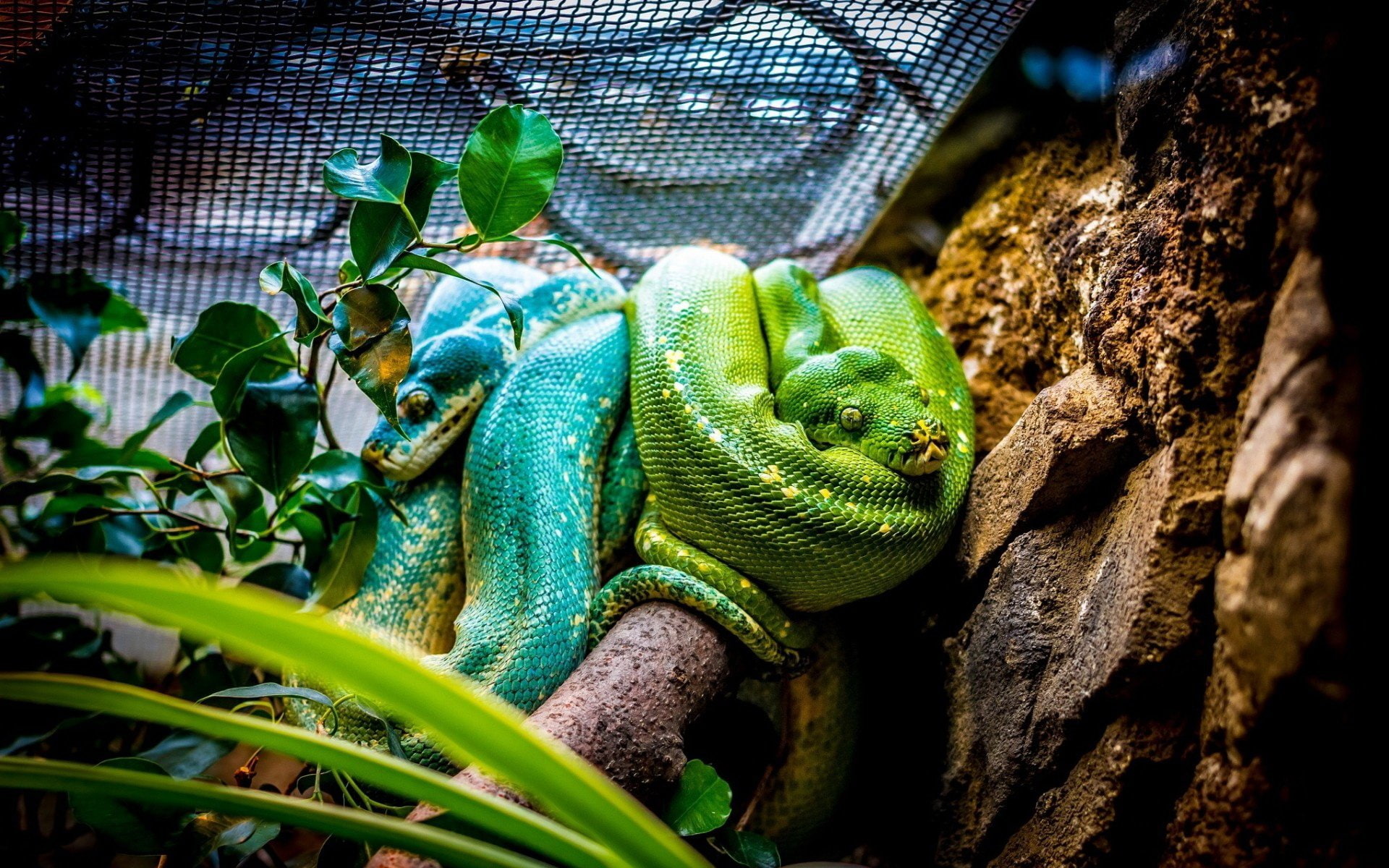 Reptiles, Python