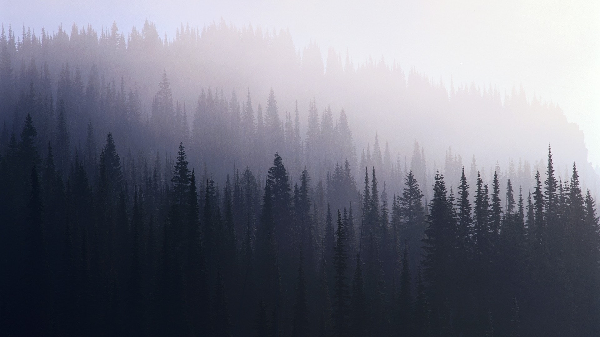 forest computer  backgrounds