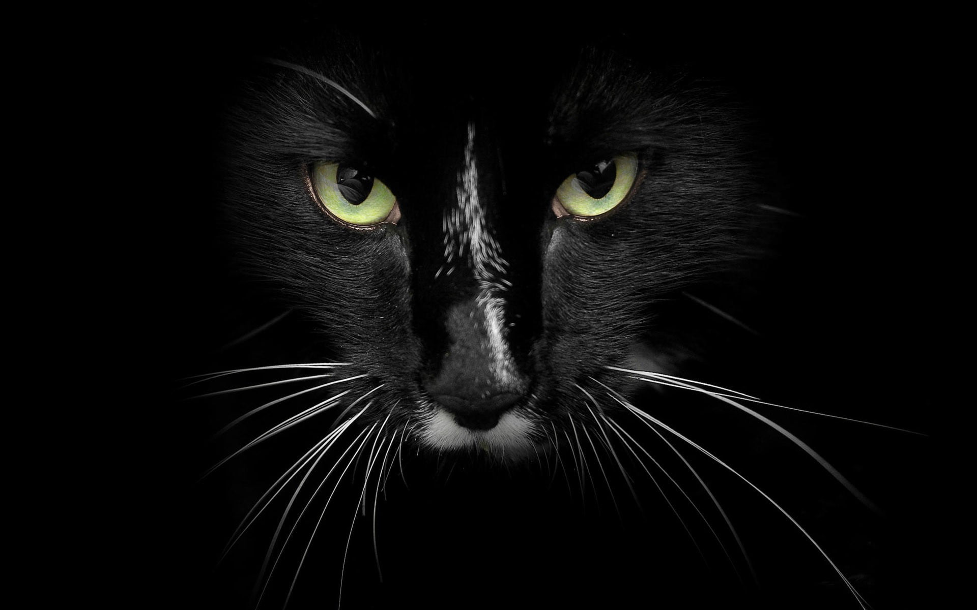 black cat's face, feline, animal themes, one animal, mammal, pets