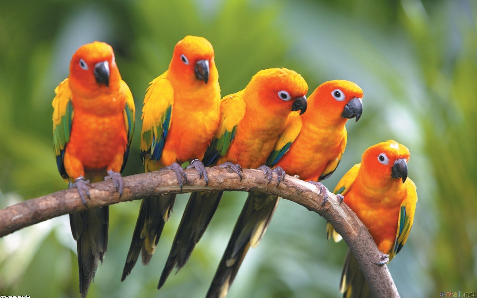 birds, Conure, Conures, sun