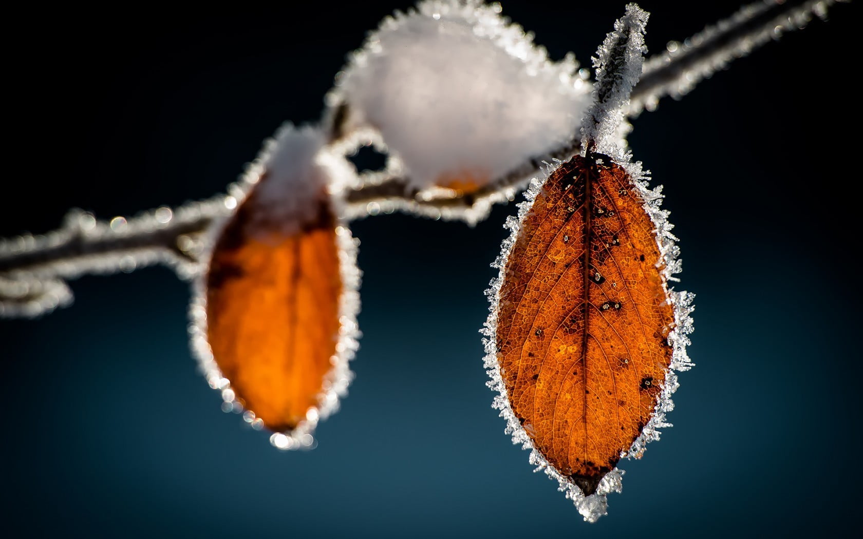 two orange leaves, frost, macro, nature, ice, close-up, orange color