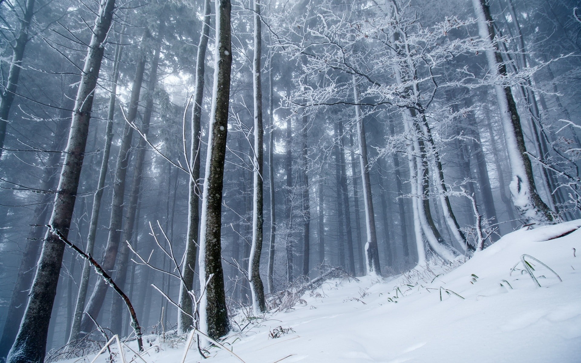 winter, ice, snow, forest, nature, trees, cold temperature
