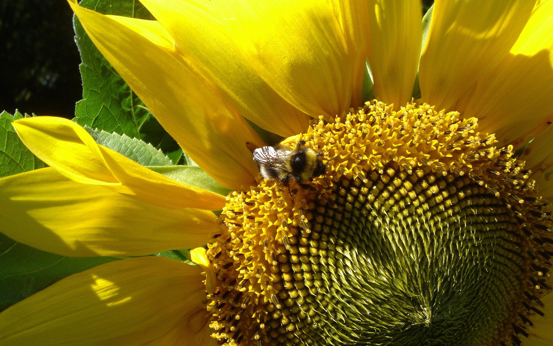 Insects, Bee