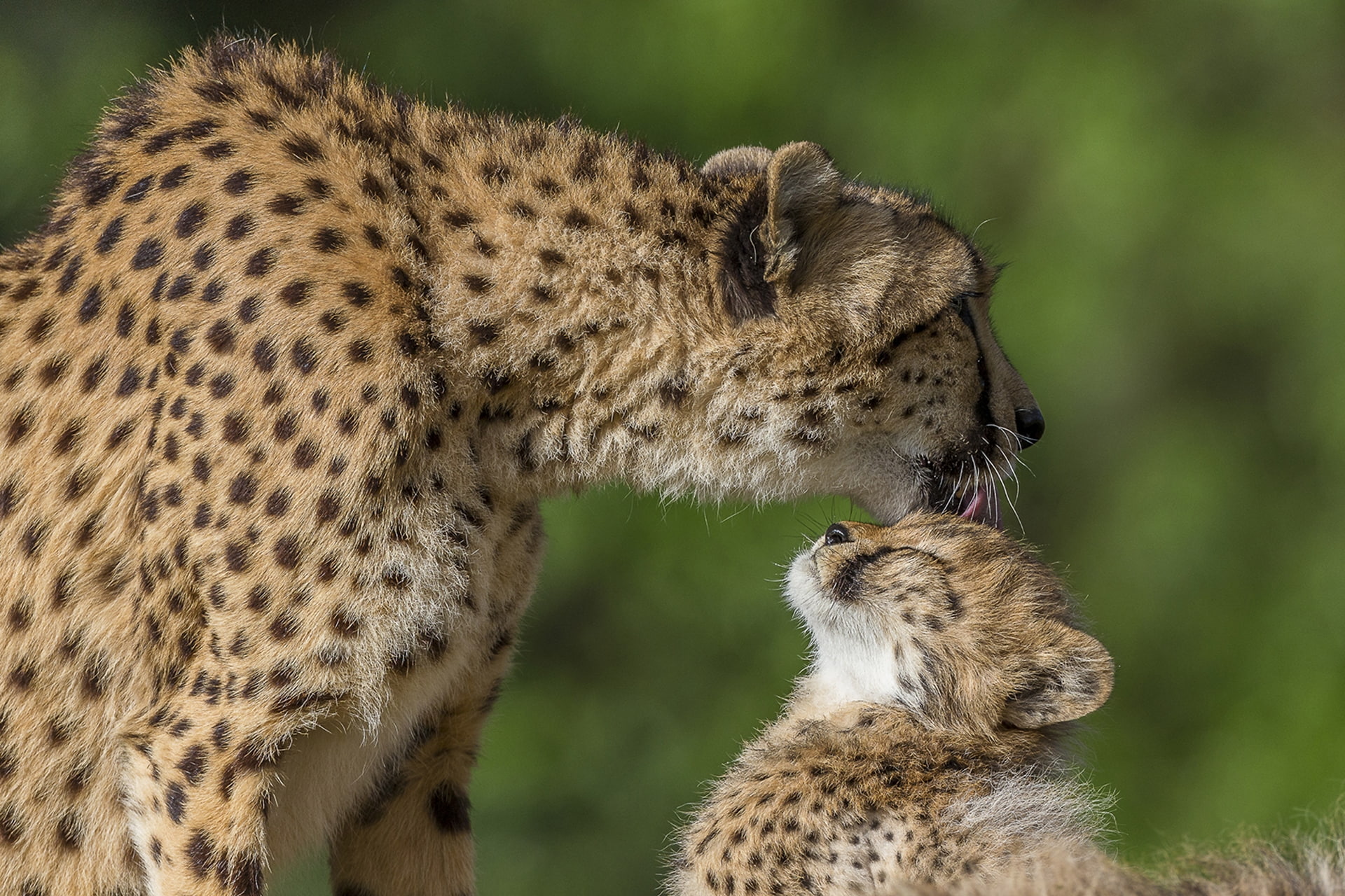 cheetahs, big cats, baby, licking, wild, predator, Animal, mammal