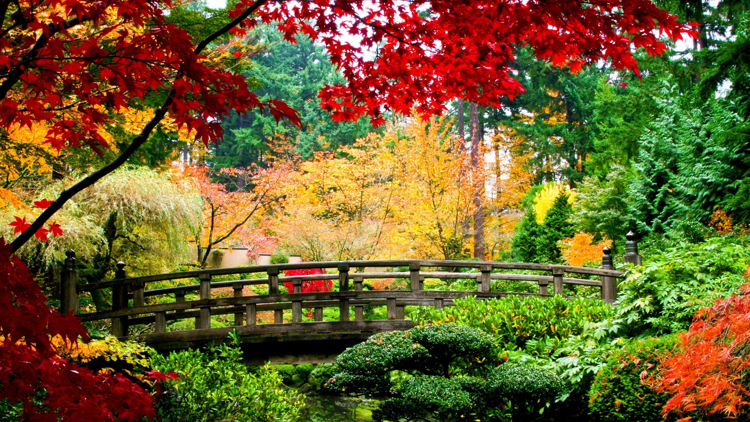 gray wooden foot bridge, park, plants, fall, leaves, tree, autumn
