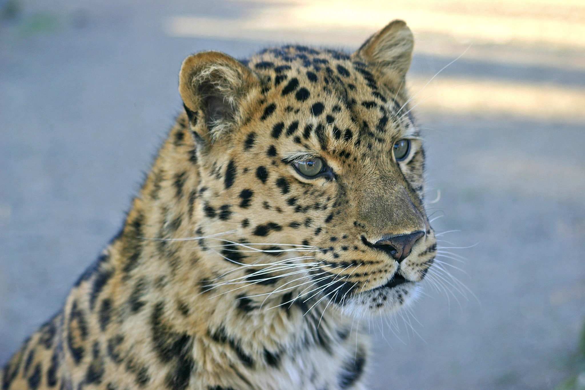 cat, leopard, muzzle, wild