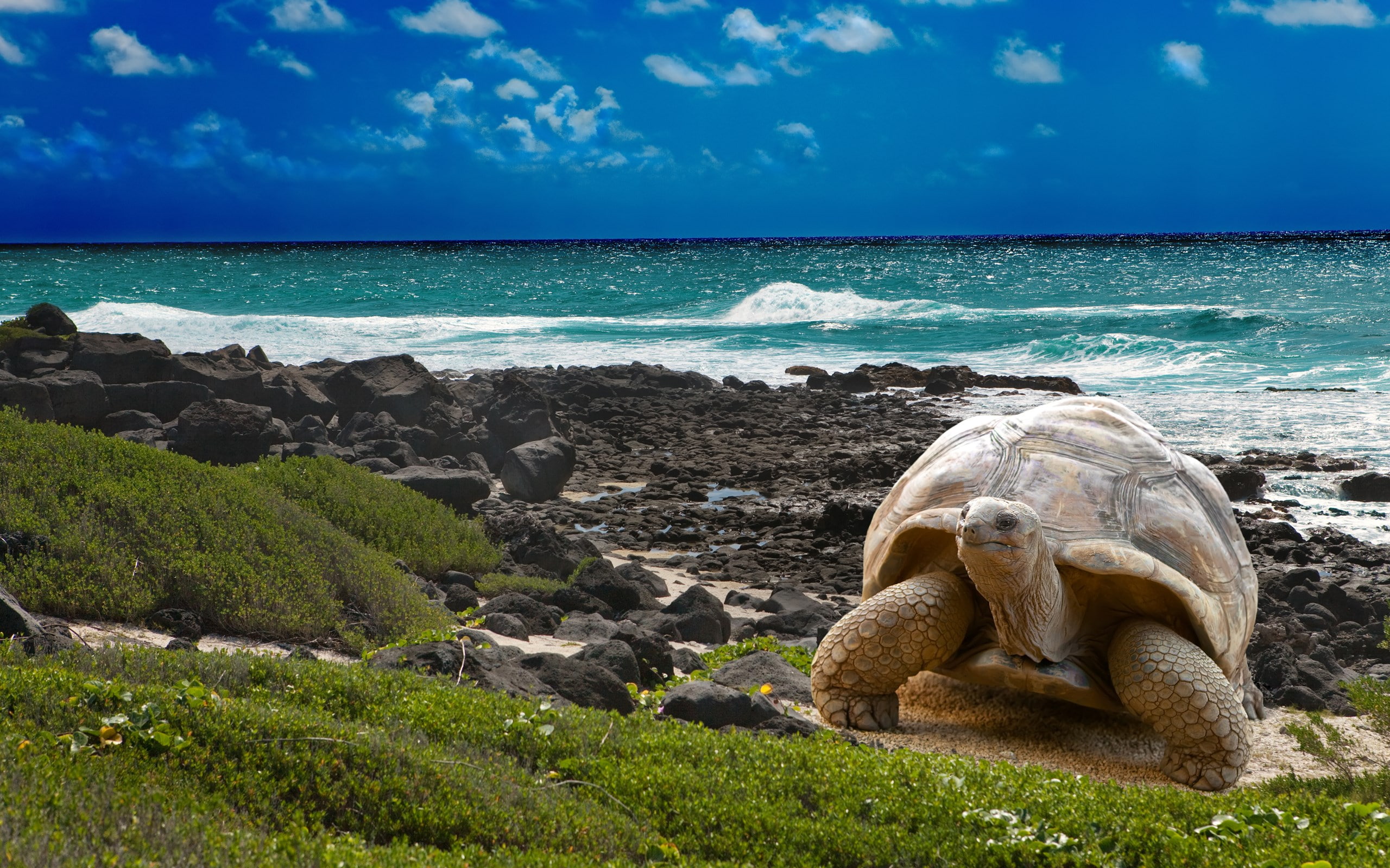 turtle